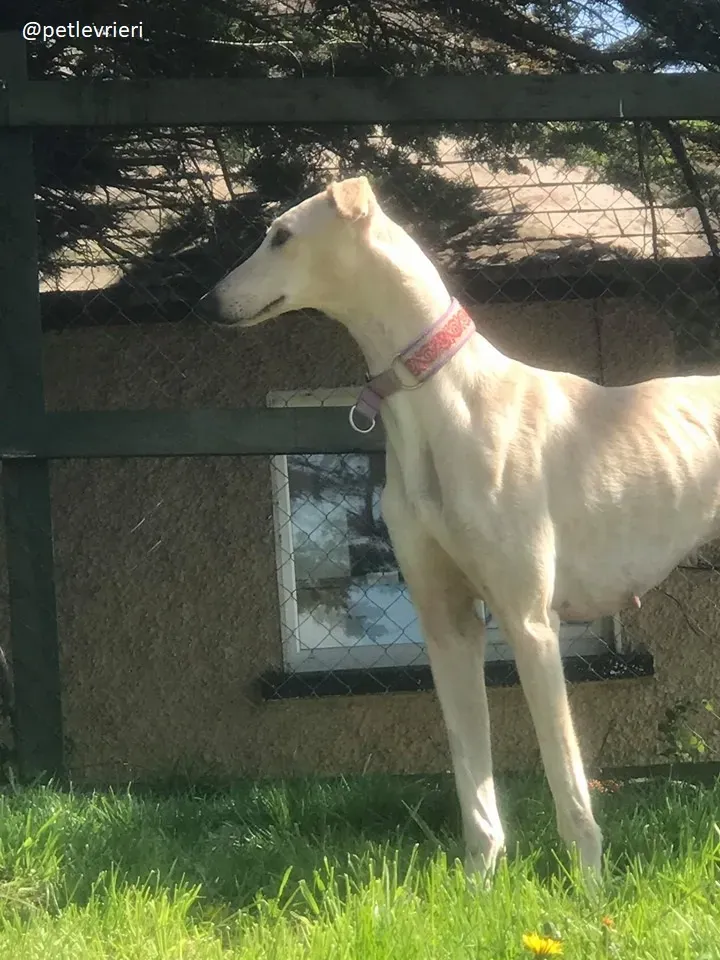 Toulou adozione lurcher 1
