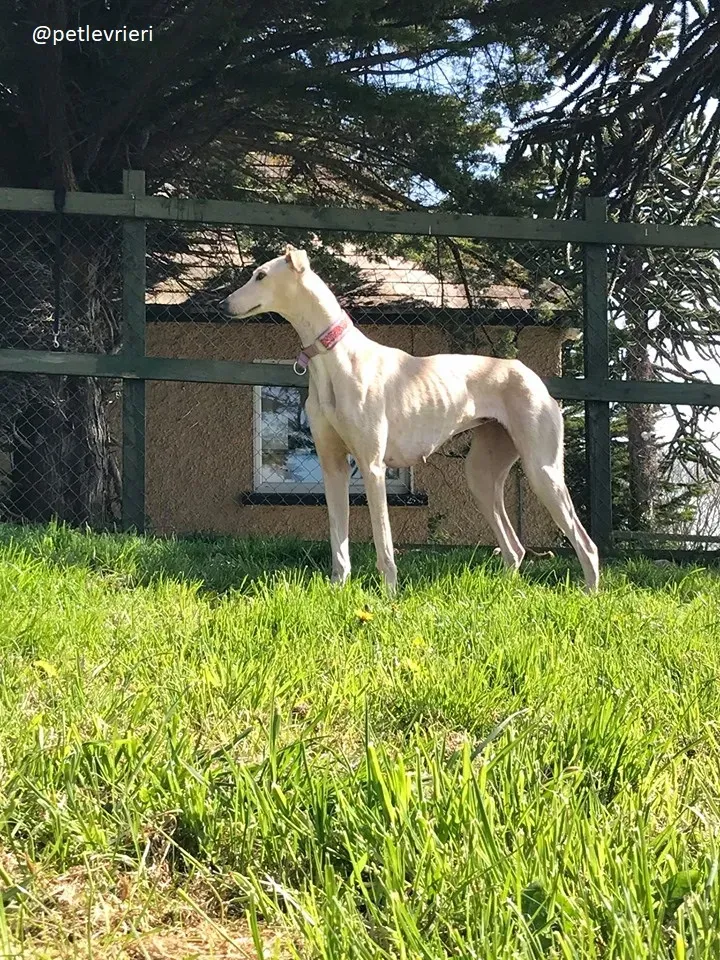 Toulou adozione lurcher