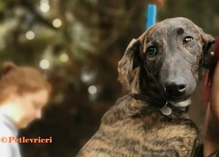 Toxto galgo adozione pet levrieri onlus 0