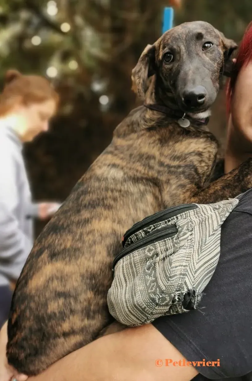 Toxto galgo adozione pet levrieri onlus 1