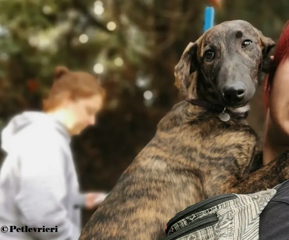 Toxto galgo adozione pet levrieri onlus 2
