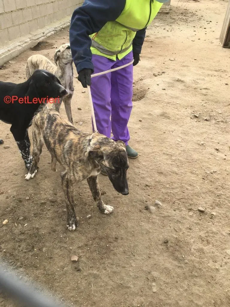 Trama adozione levrieri .galgo 1