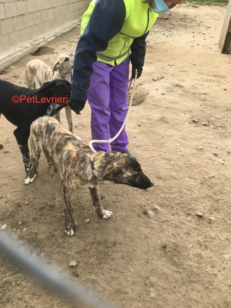 Trama adozione levrieri galgo 2