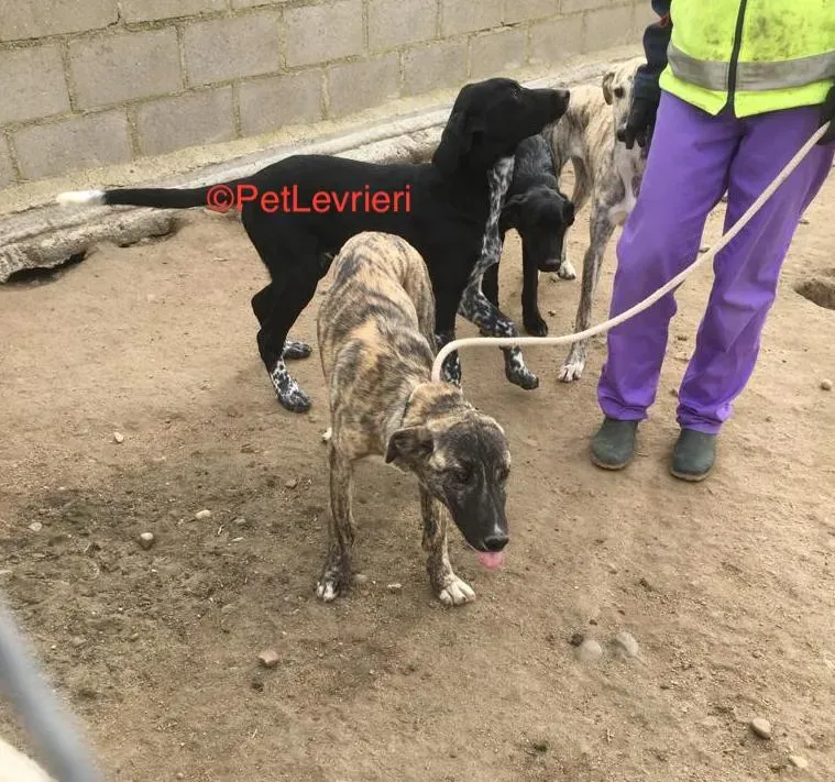 Trama adozione levrieri galgo 3