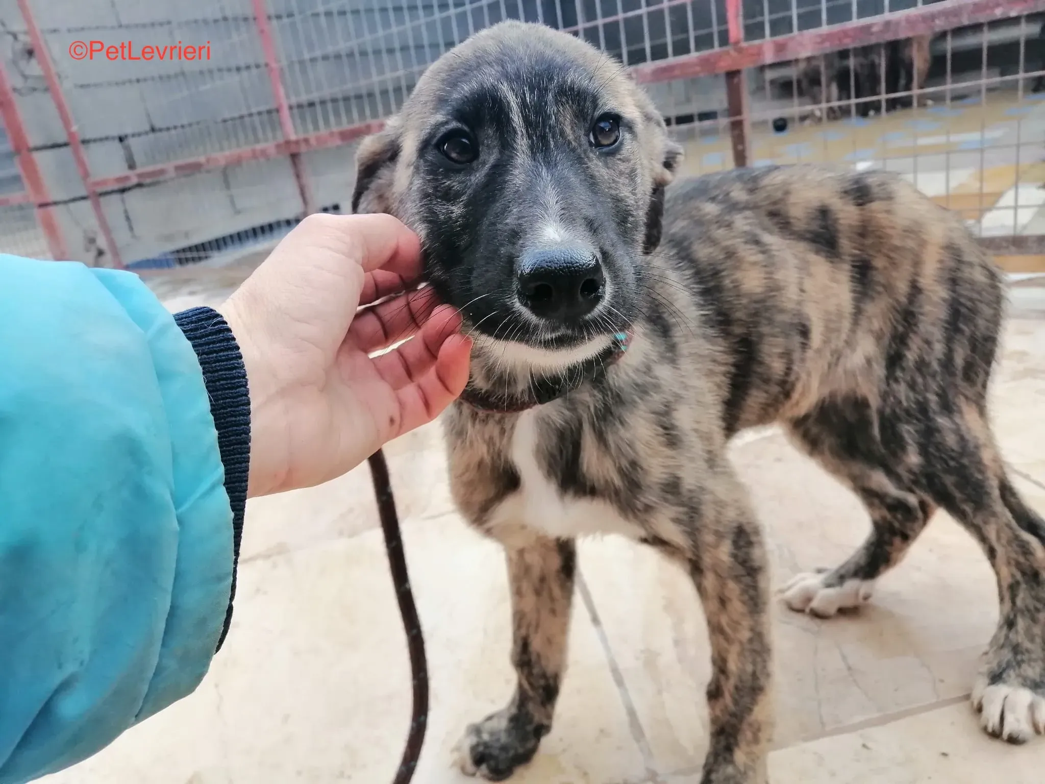 Trama adozione levrieri galgo 4