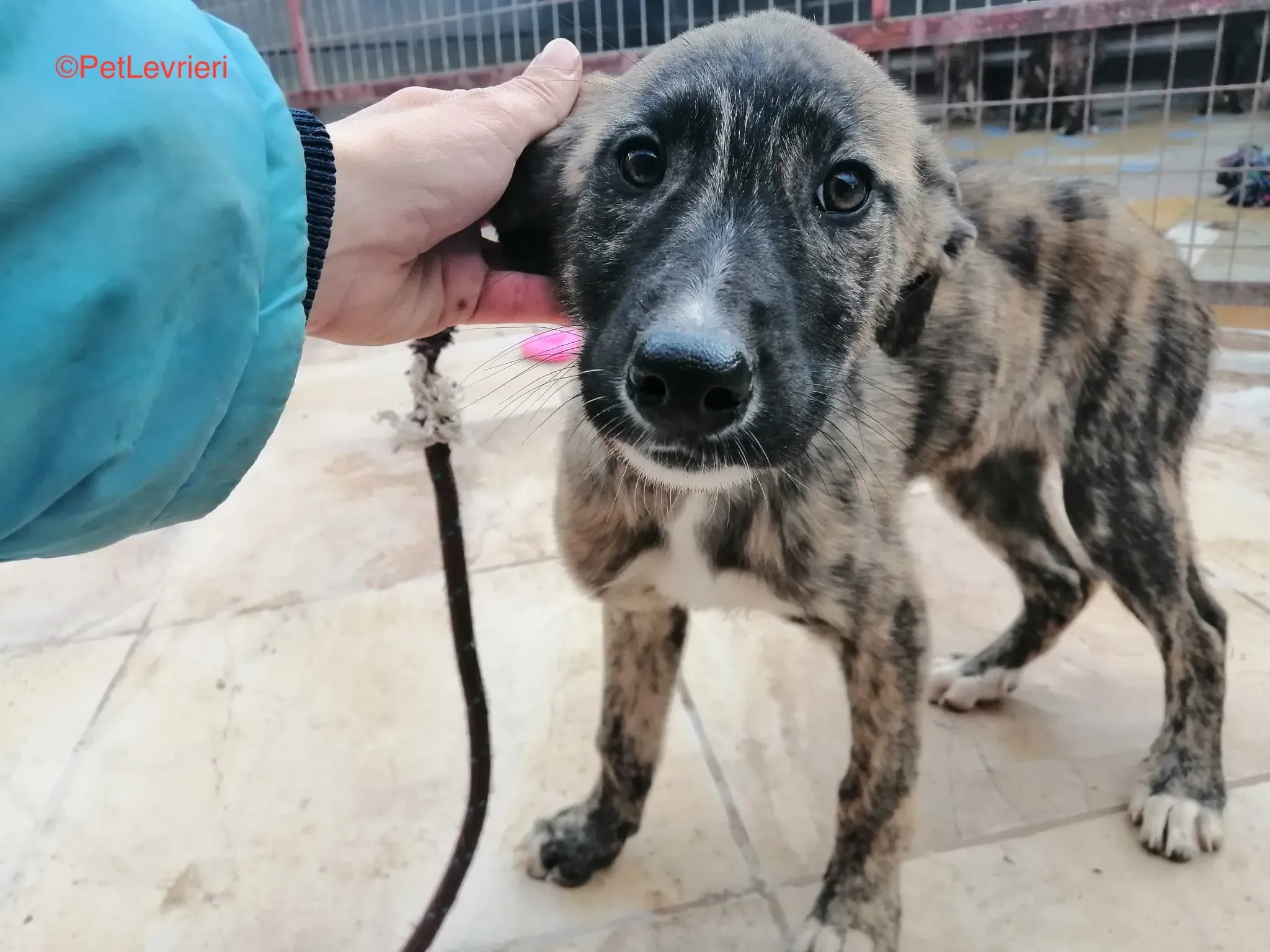 Trama adozione levrieri galgo 5