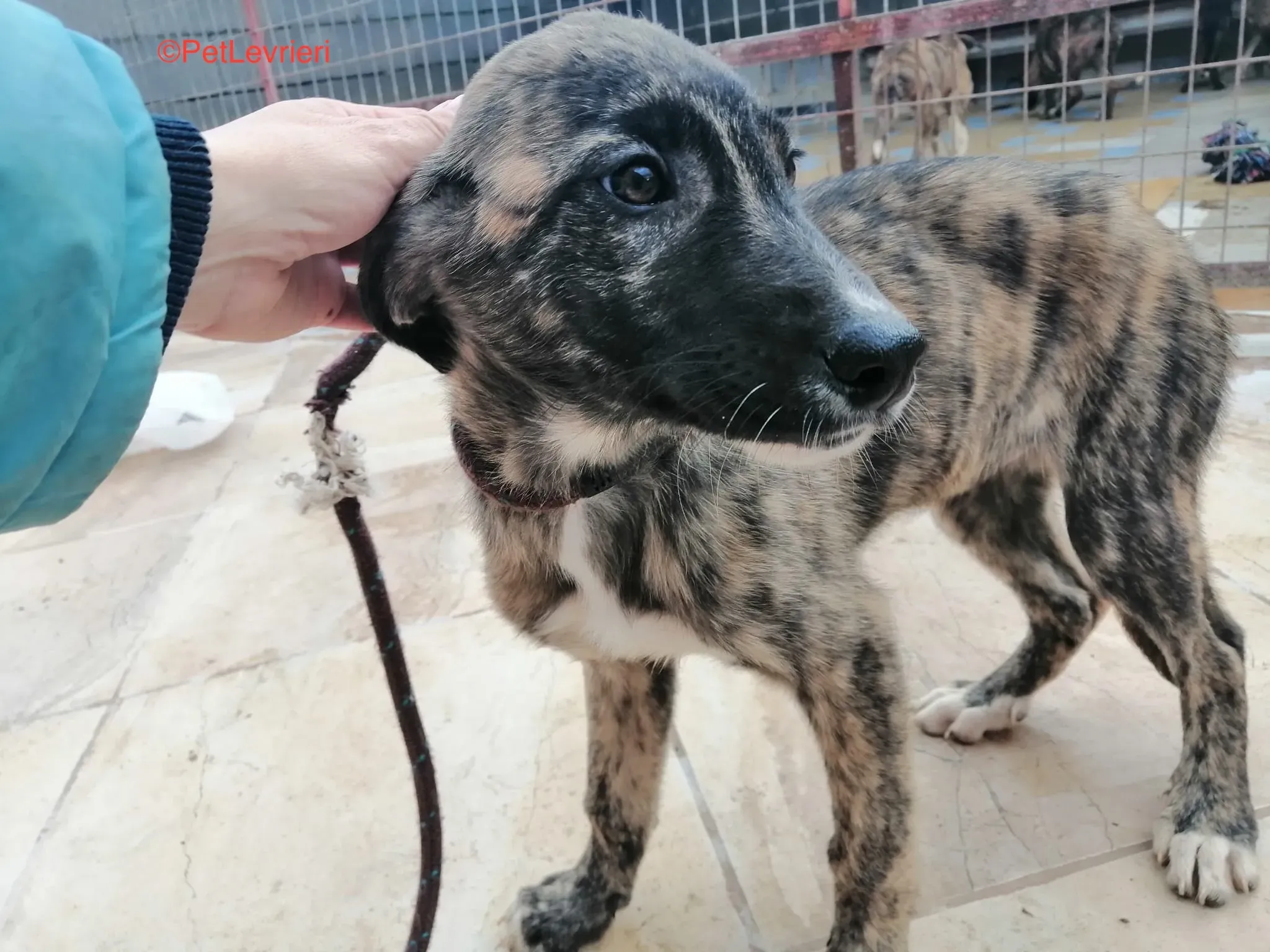 Trama adozione levrieri galgo 6