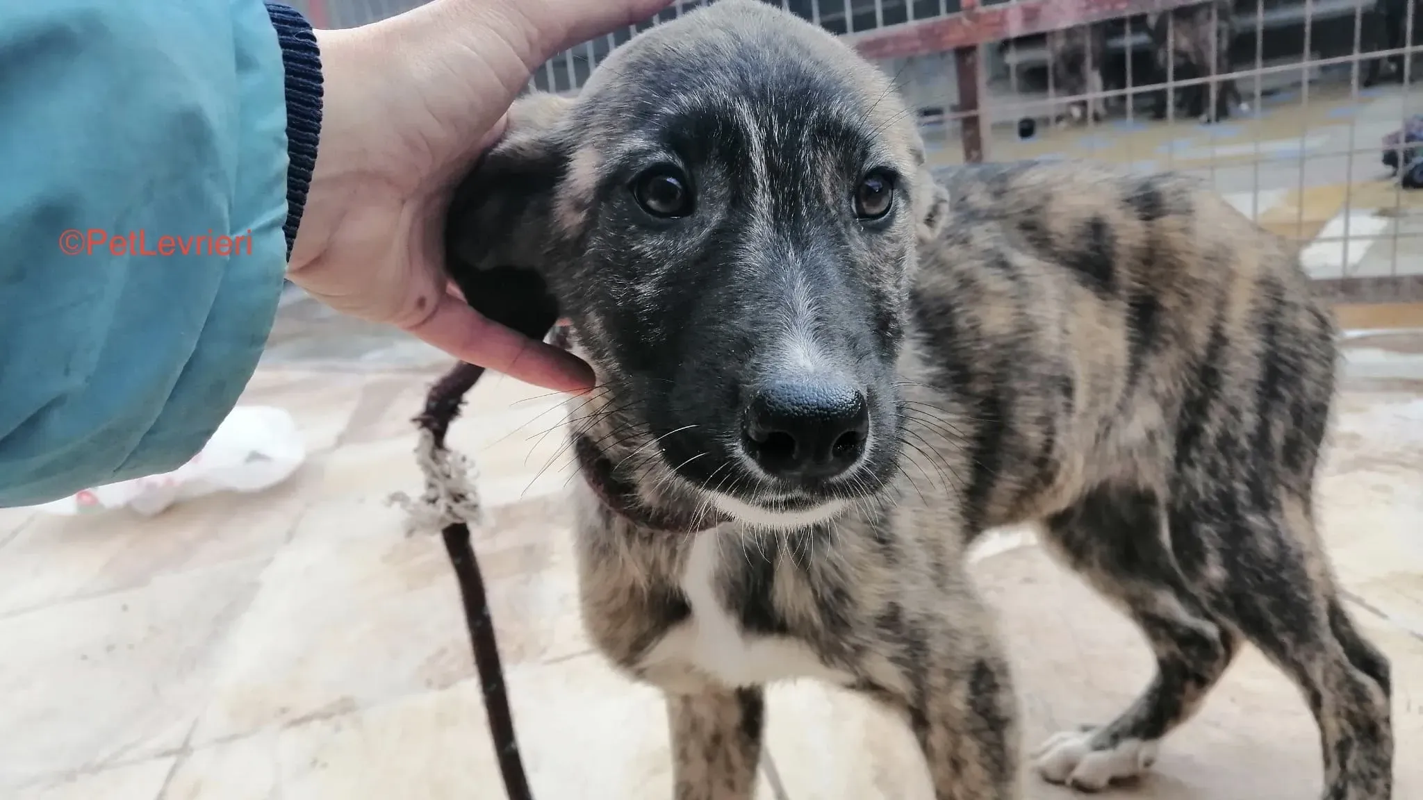 Trama adozione levrieri galgo 7