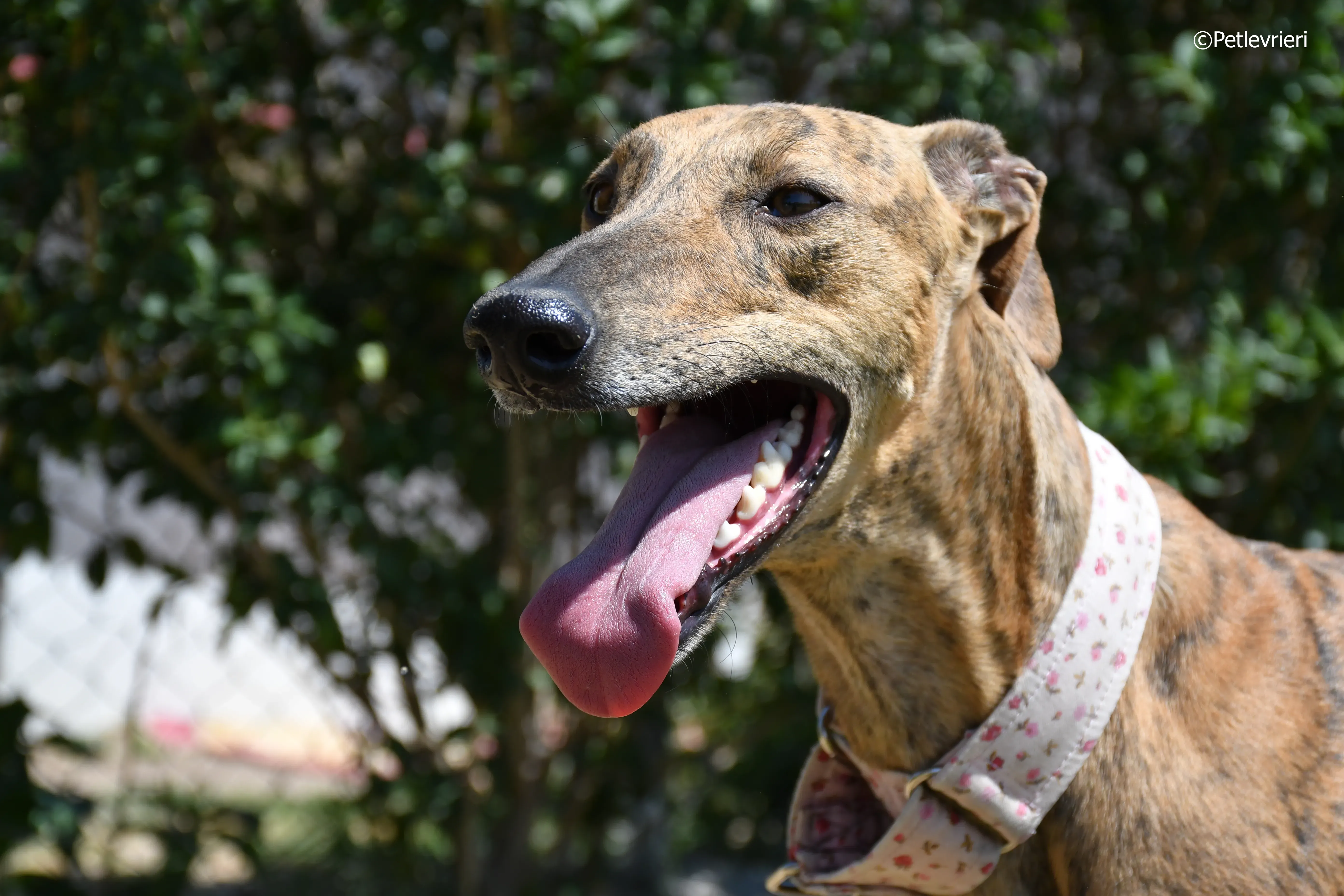 Triana adozione levrieri galgo 13