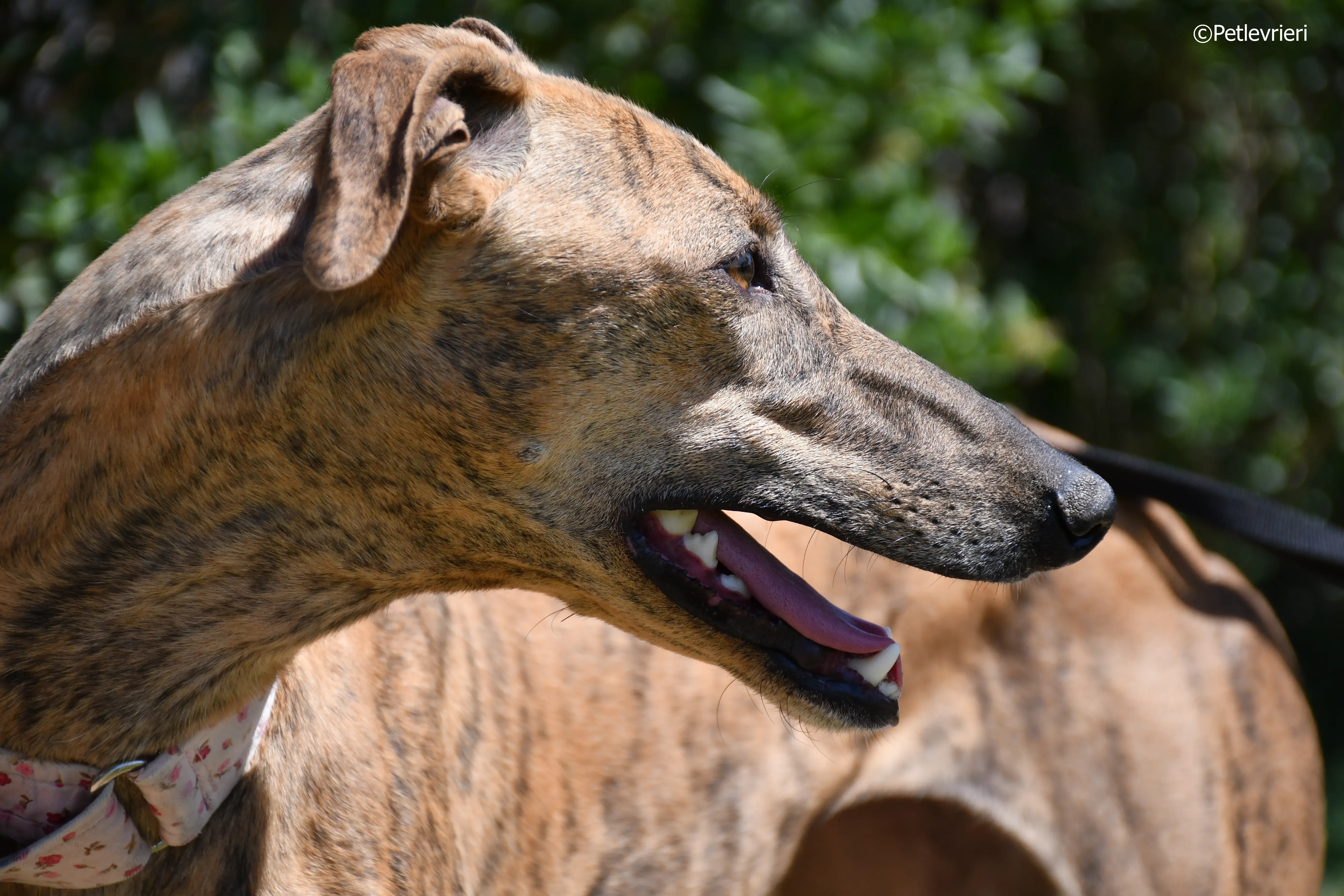 Triana adozione levrieri galgo 16