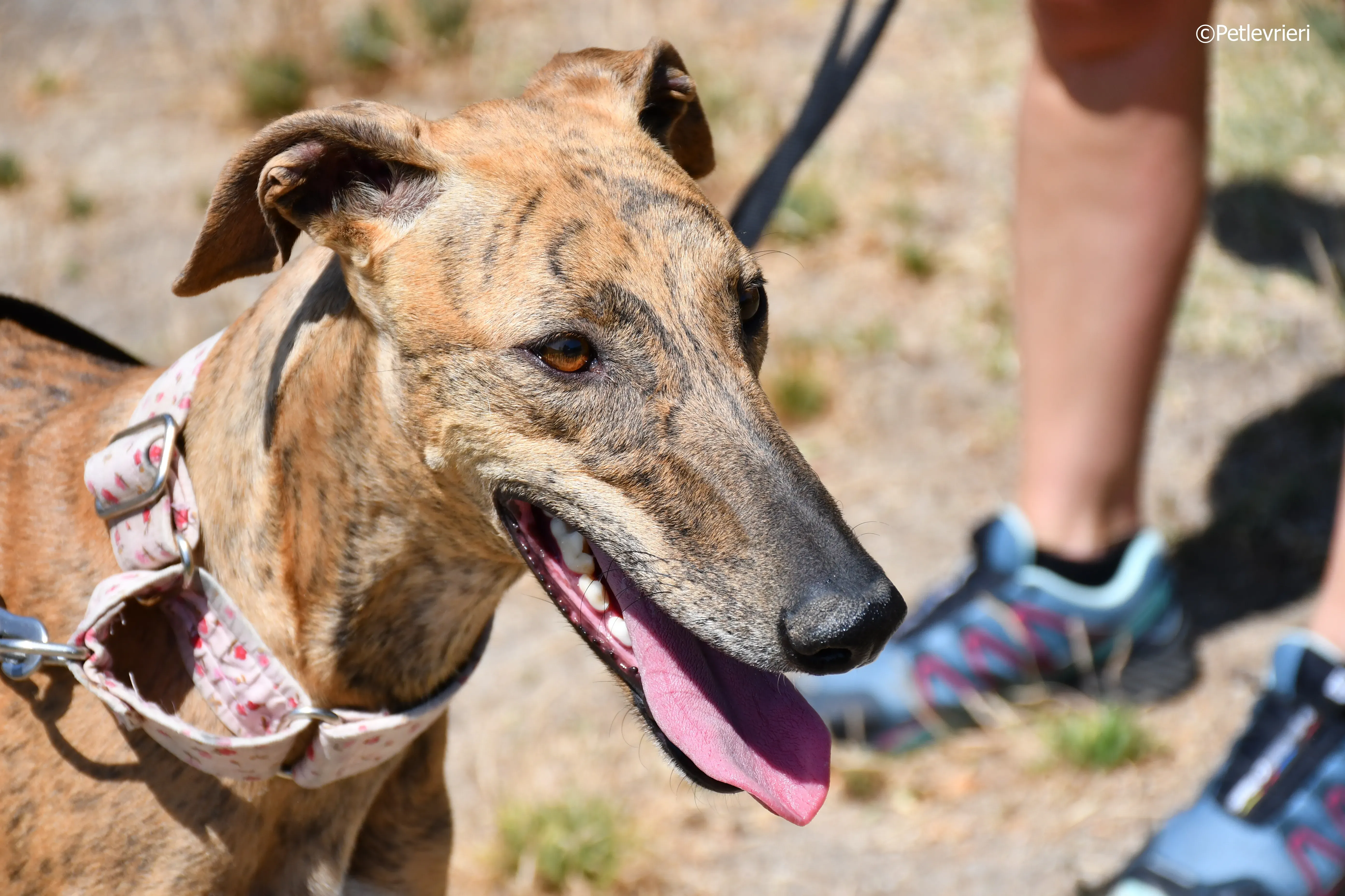 Triana adozione levrieri galgo 19