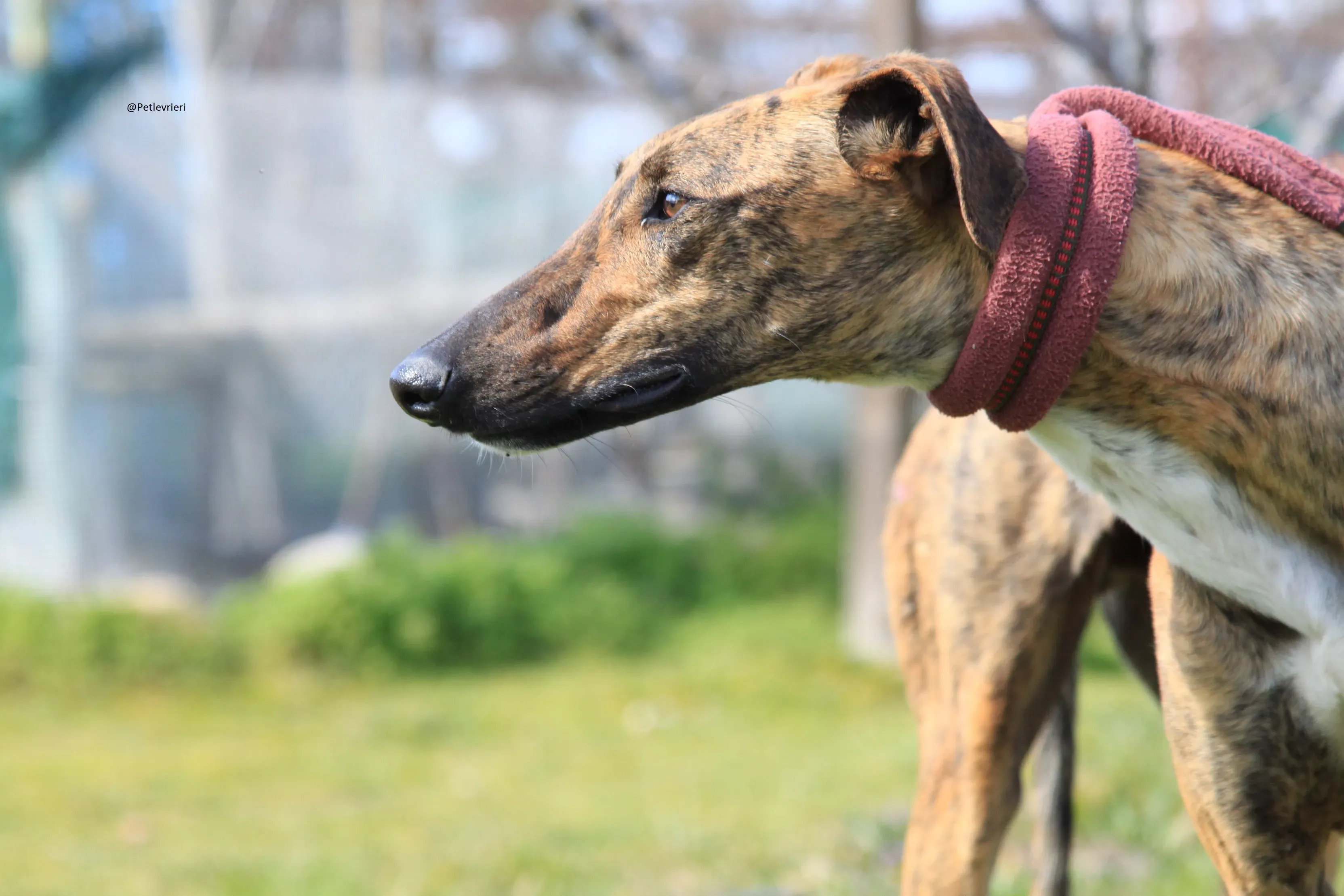 Tristan Galgo Maschio Adozione levrieri 1