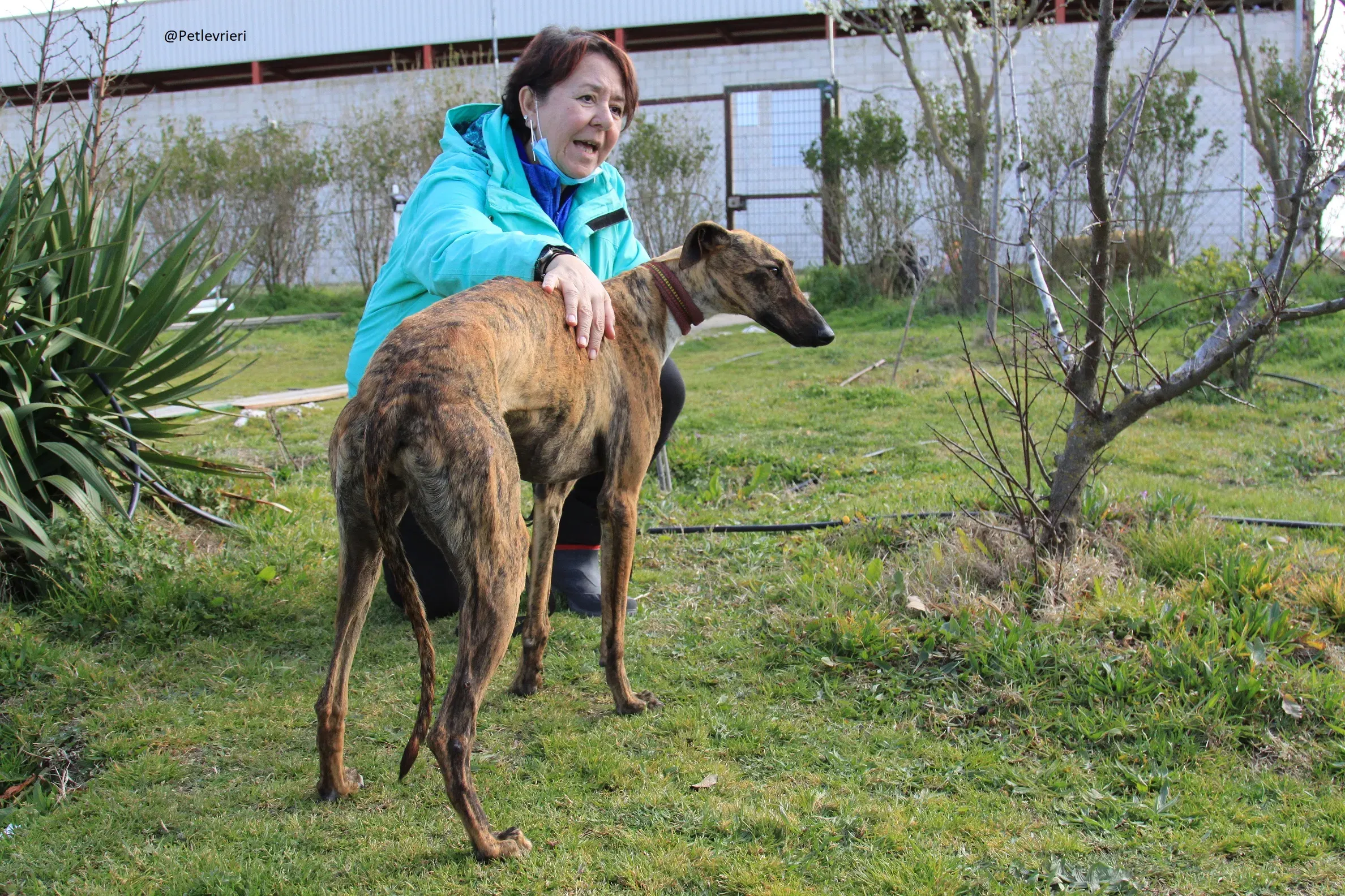 Tristan Galgo Maschio Adozione levrieri 10