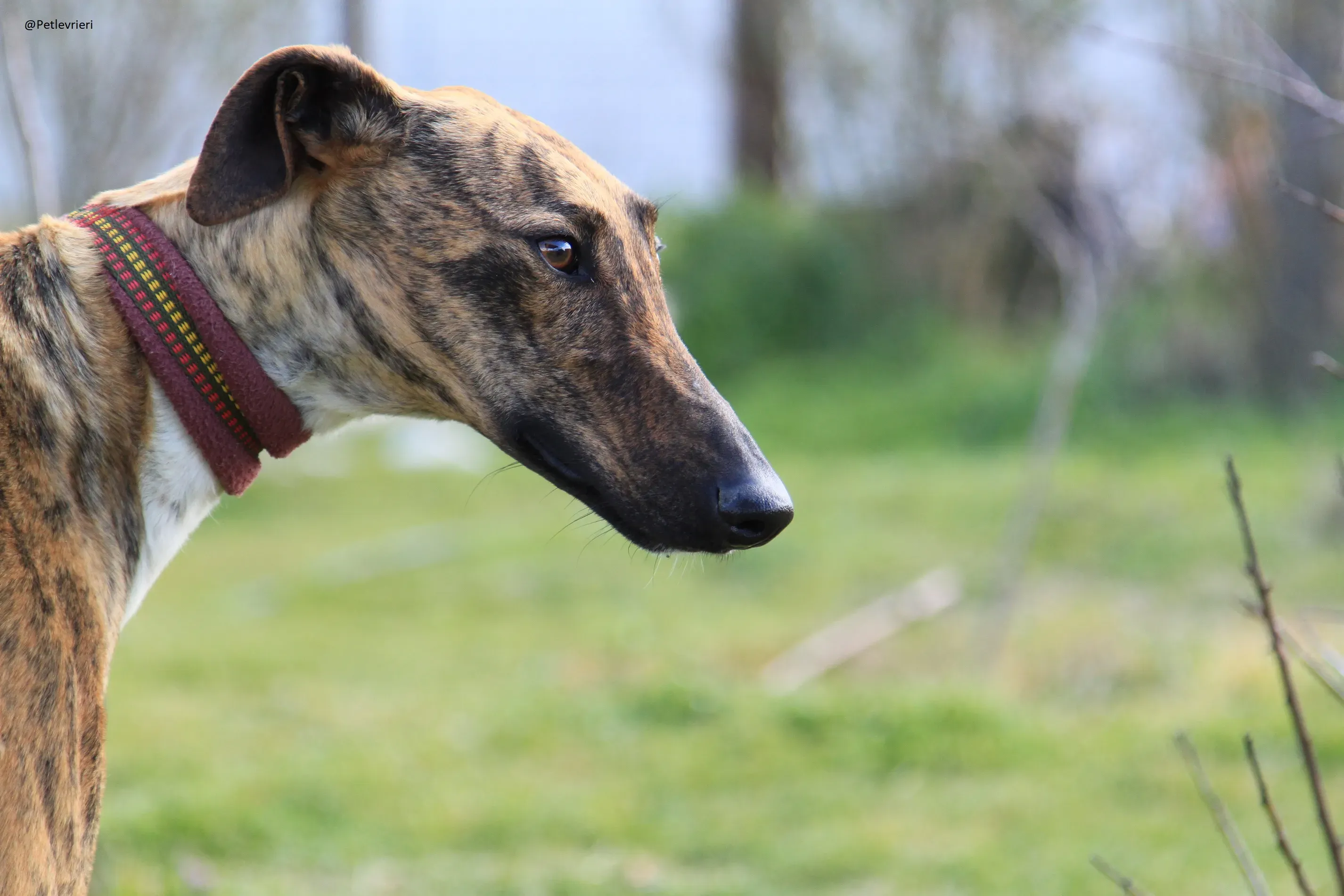 Tristan Galgo Maschio Adozione levrieri 11