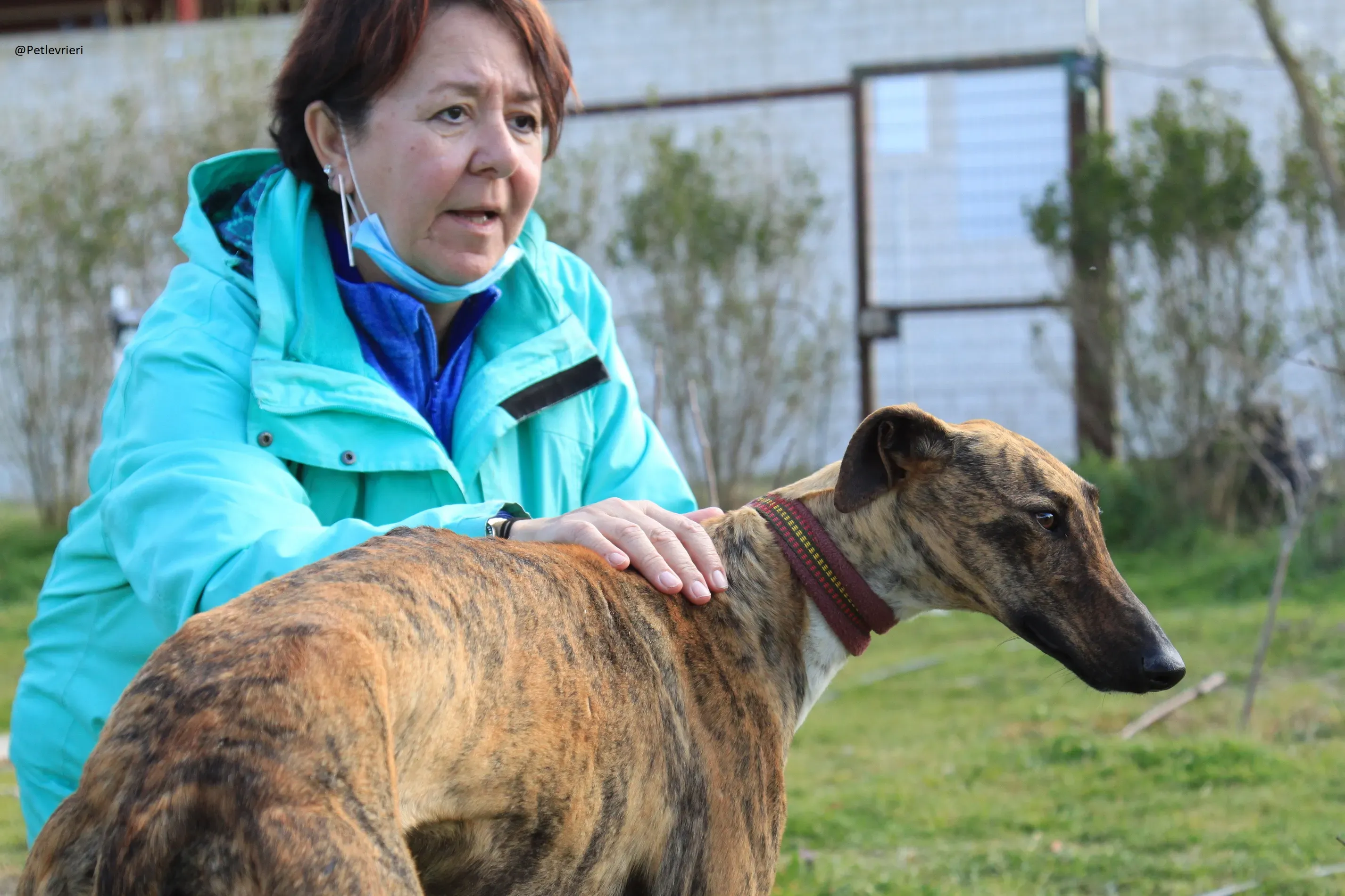 Tristan Galgo Maschio Adozione levrieri 12