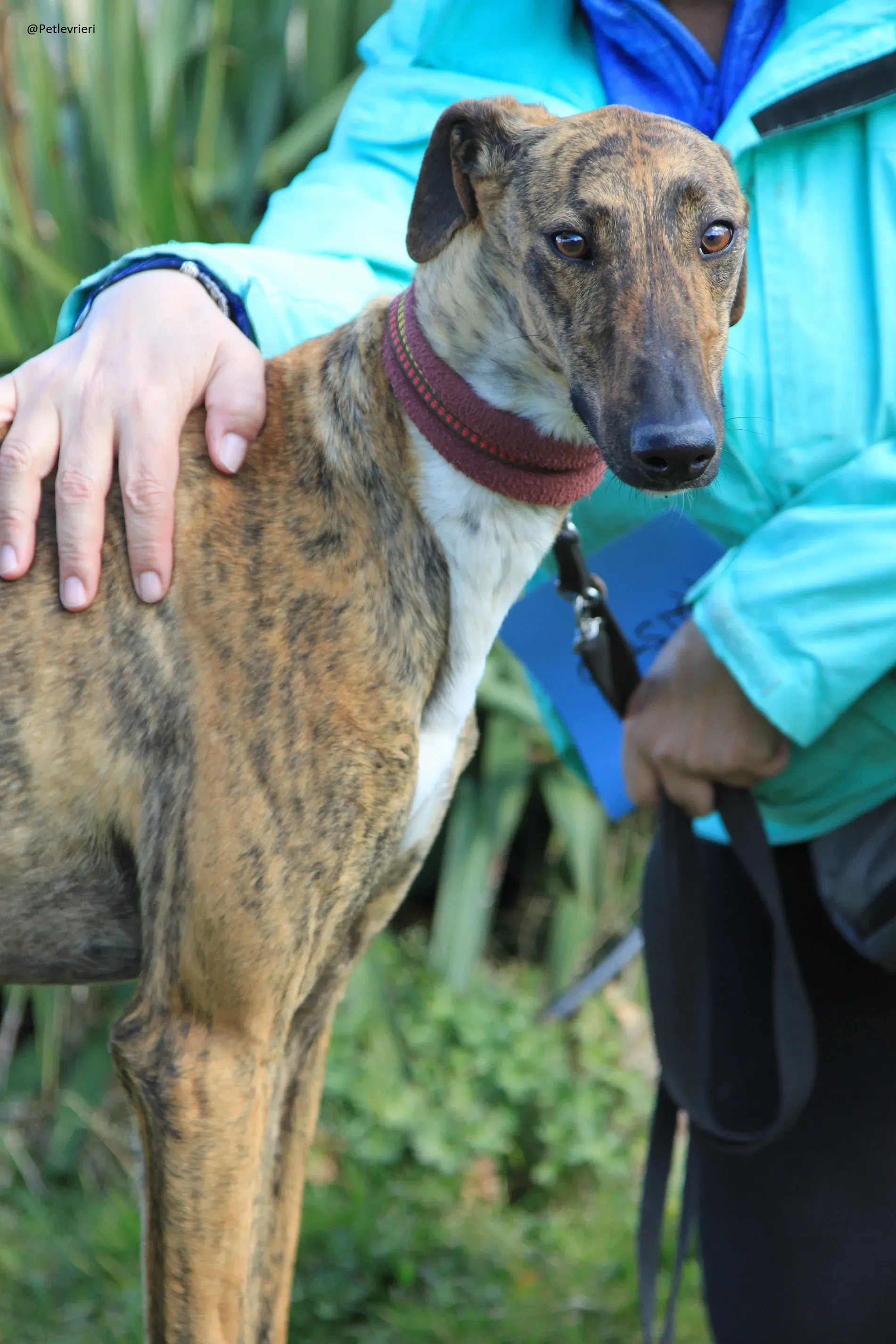 Tristan Galgo Maschio Adozione levrieri 14