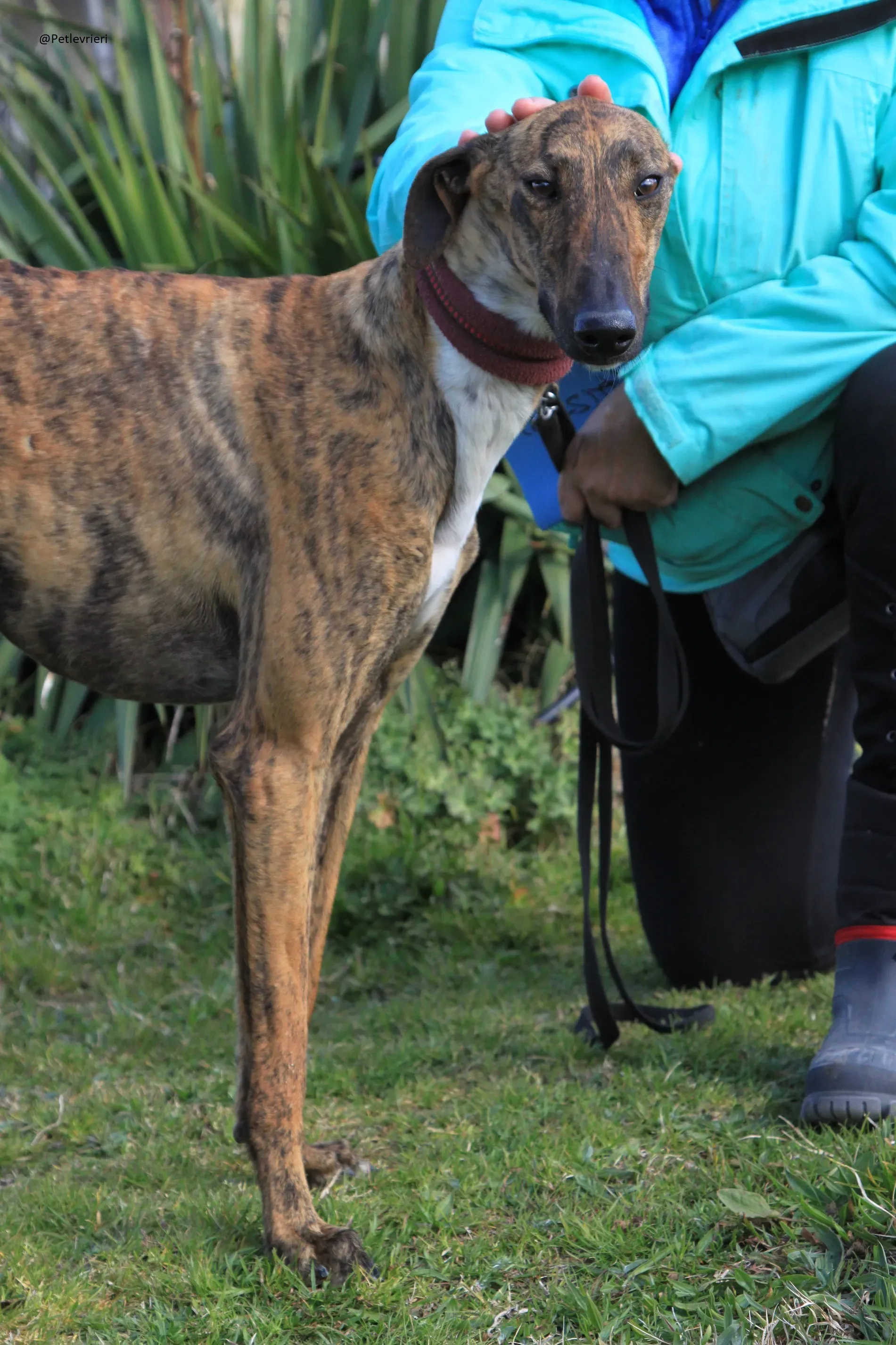 Tristan Galgo Maschio Adozione levrieri 15