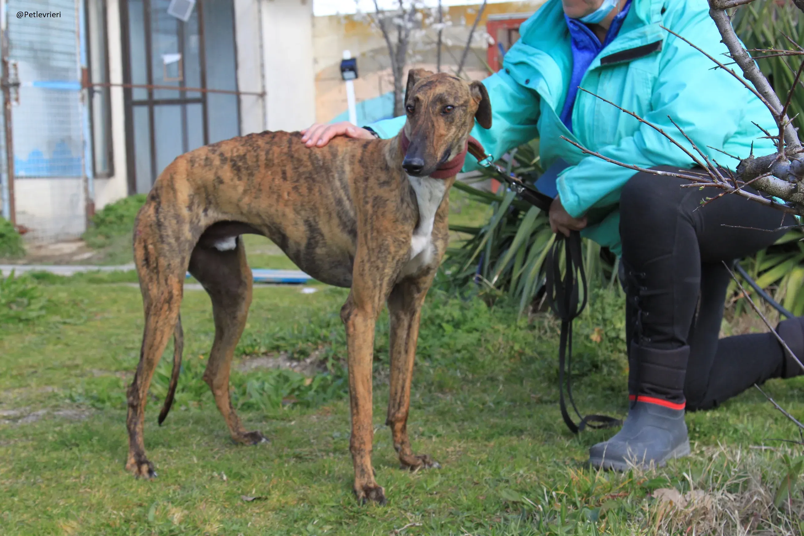 Tristan Galgo Maschio Adozione levrieri 17