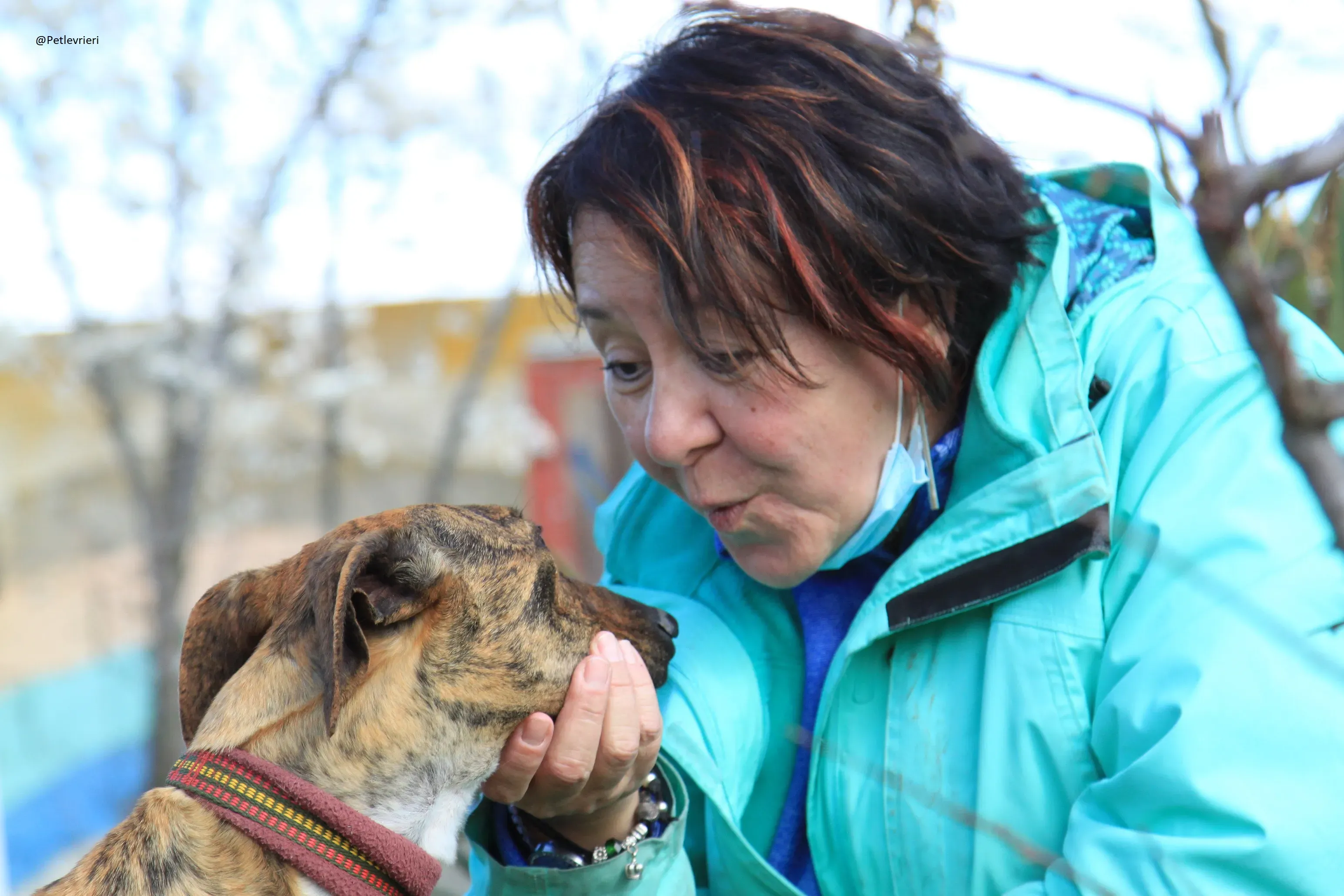 Tristan Galgo Maschio Adozione levrieri 18