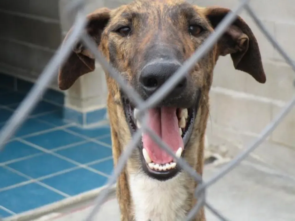 Tristan Galgo Maschio Adozione levrieri 20