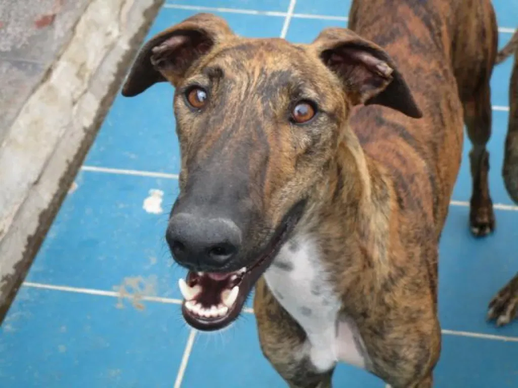 Tristan Galgo Maschio Adozione levrieri 21