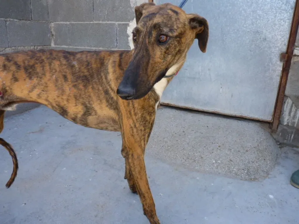 Tristan Galgo Maschio Adozione levrieri 22
