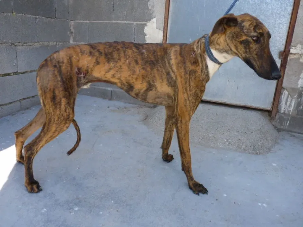 Tristan Galgo Maschio Adozione levrieri 23