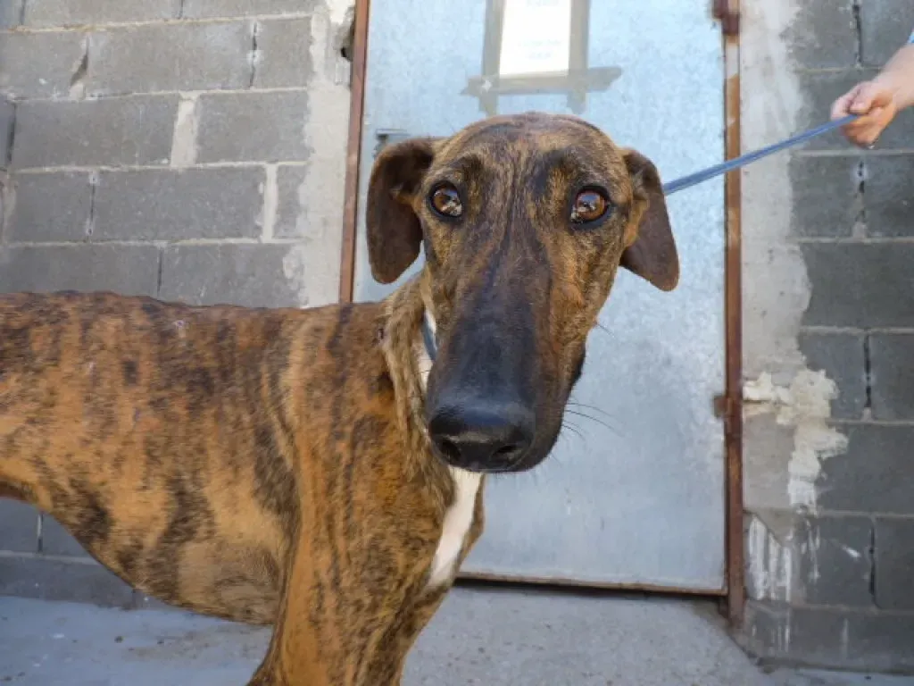 Tristan Galgo Maschio Adozione levrieri 24