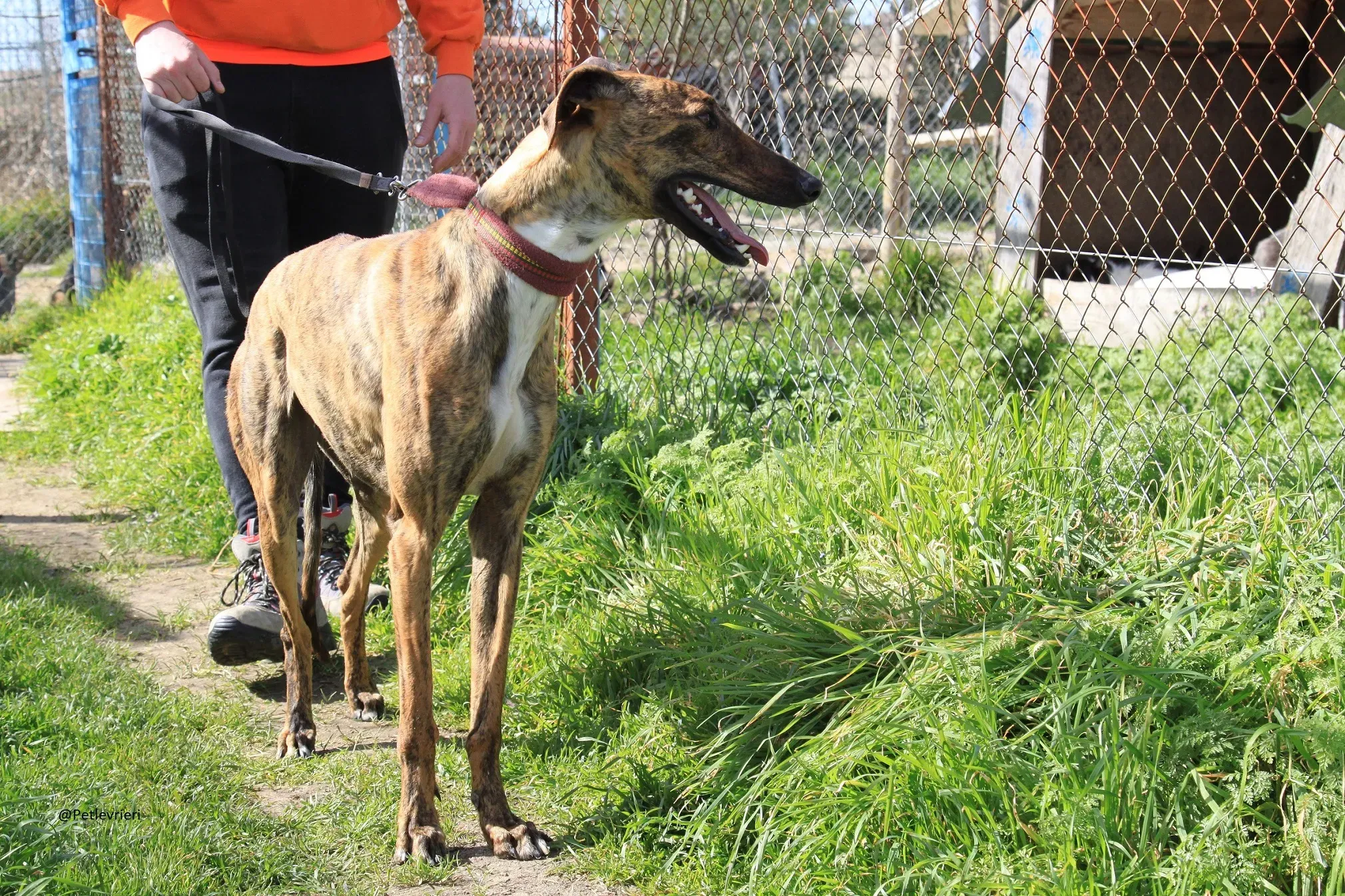 Tristan Galgo Maschio Adozione levrieri 25
