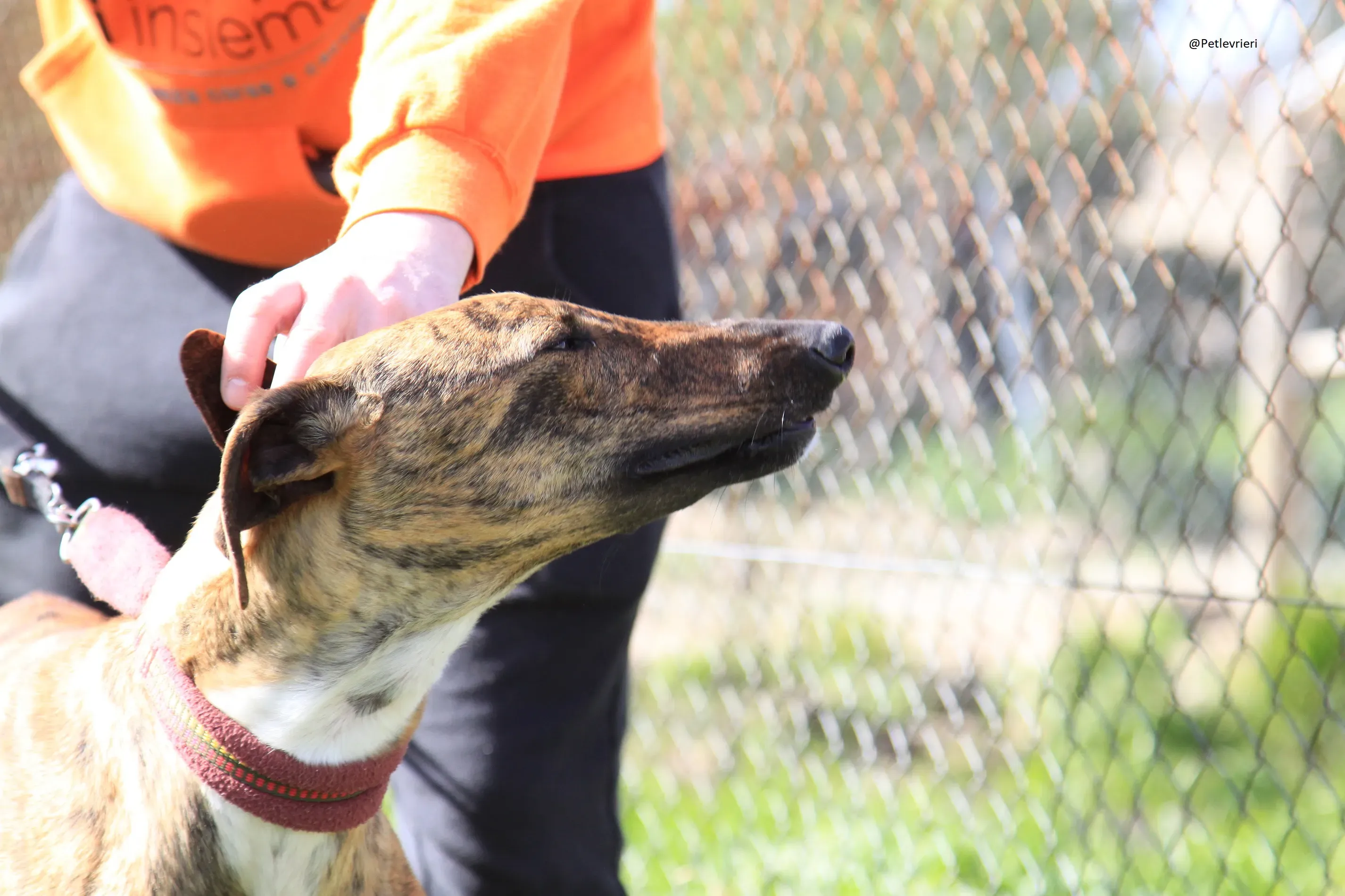 Tristan Galgo Maschio Adozione levrieri 26