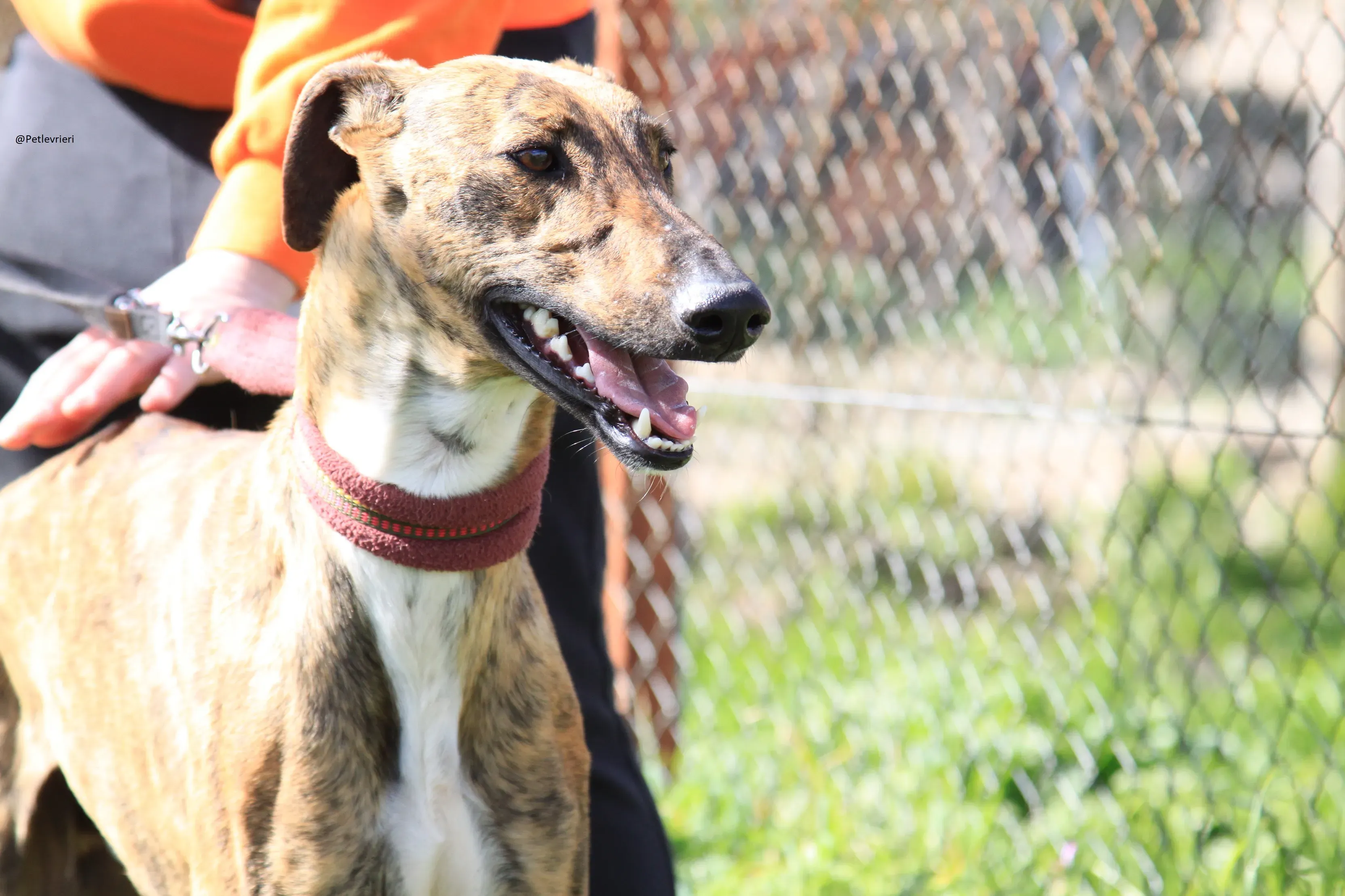 Tristan Galgo Maschio Adozione levrieri 27