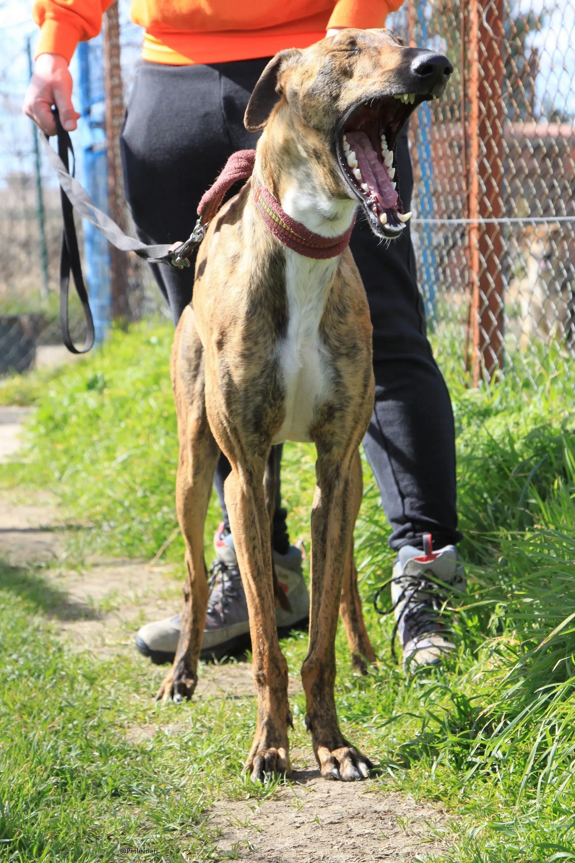 Tristan Galgo Maschio Adozione levrieri 28
