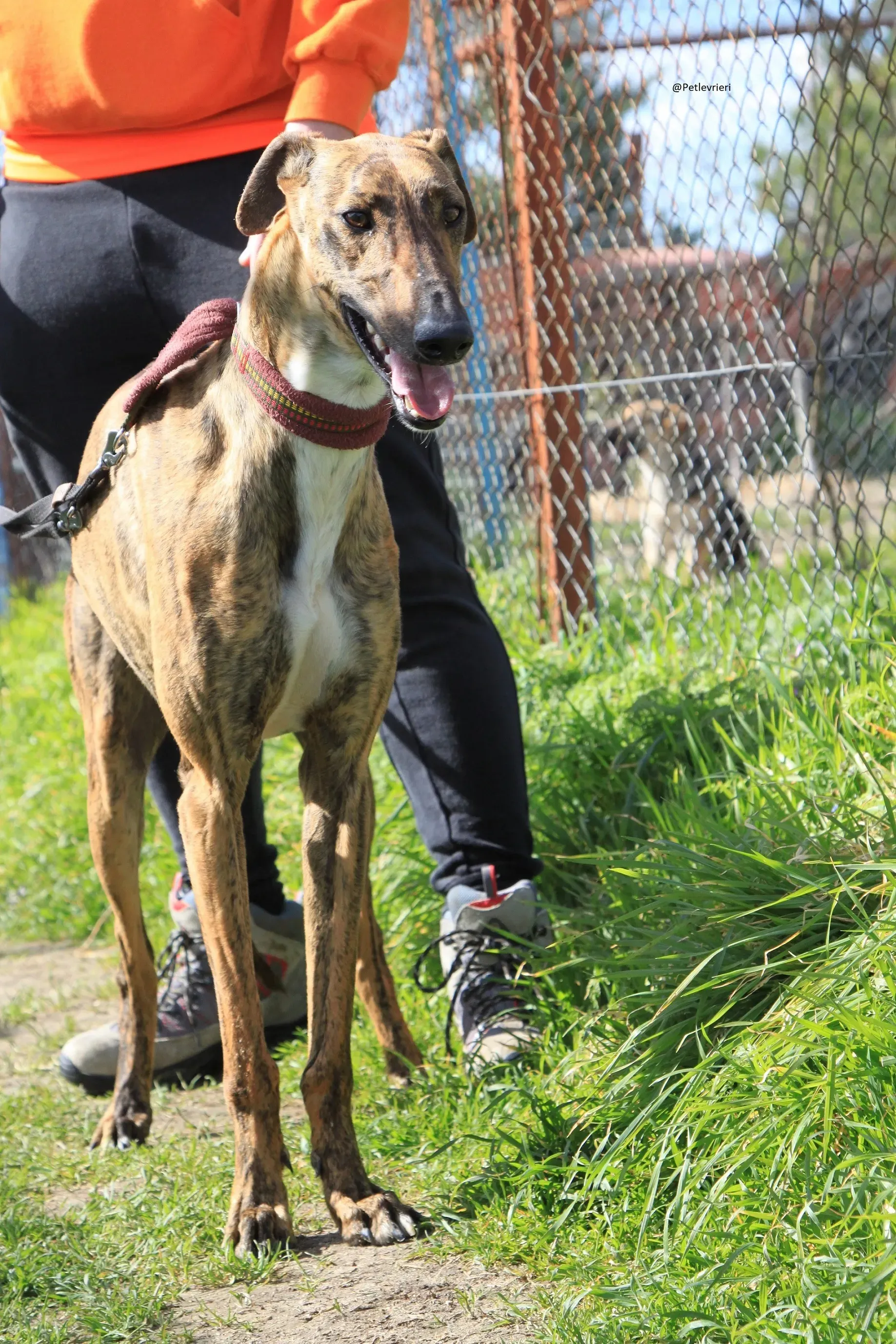 Tristan Galgo Maschio Adozione levrieri 29