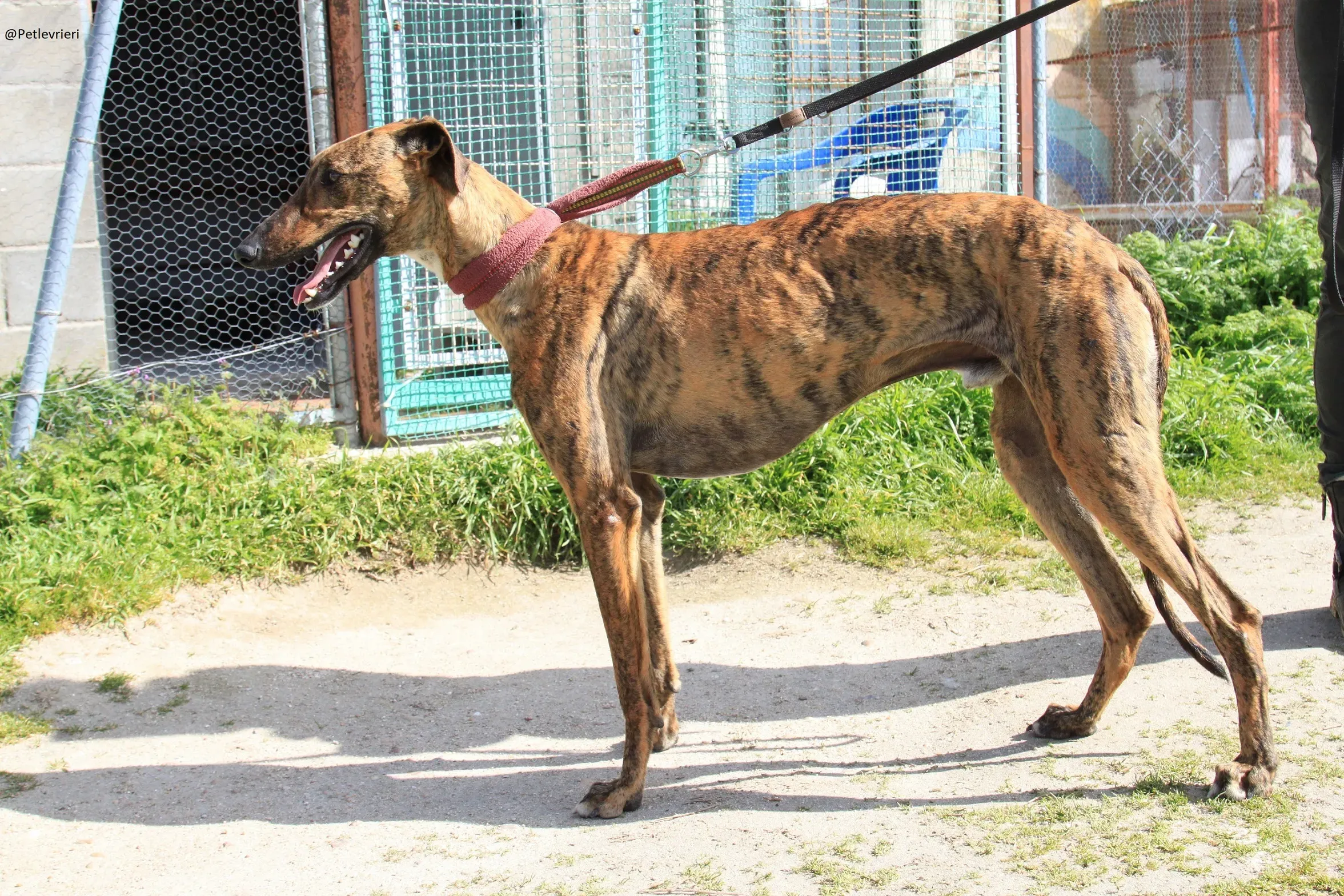 Tristan Galgo Maschio Adozione levrieri 30