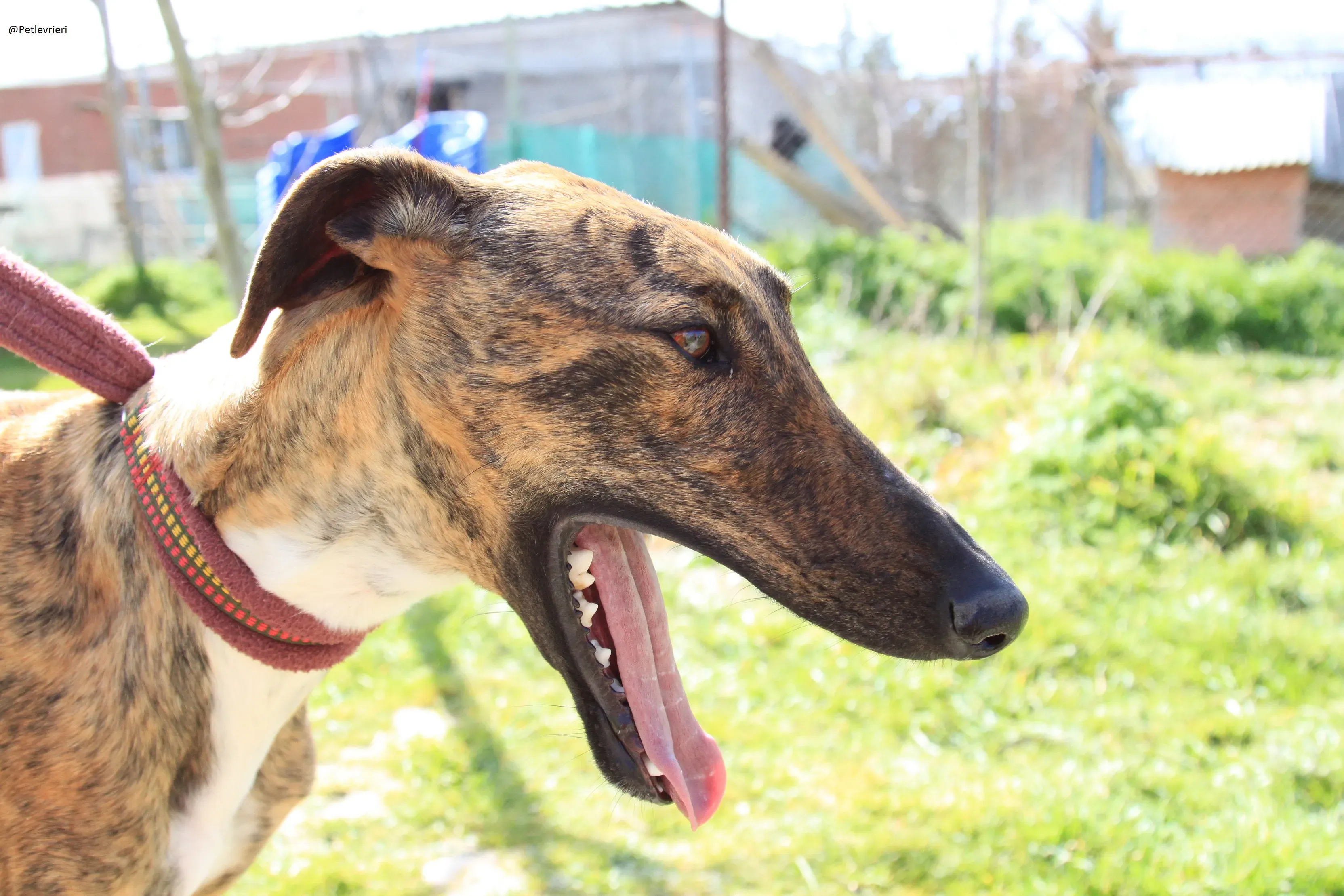 Tristan Galgo Maschio Adozione levrieri 31