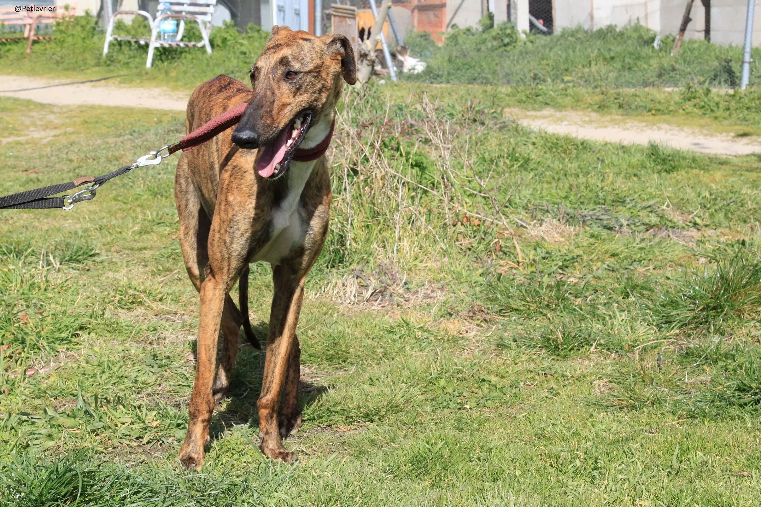 Tristan Galgo Maschio Adozione levrieri 32