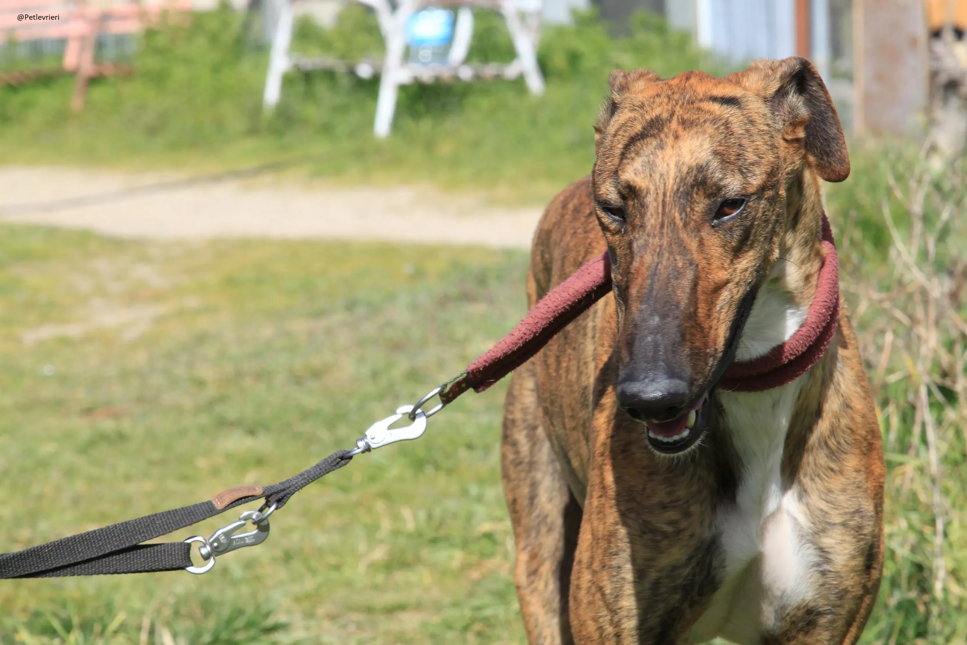 Tristan Galgo Maschio Adozione levrieri 33