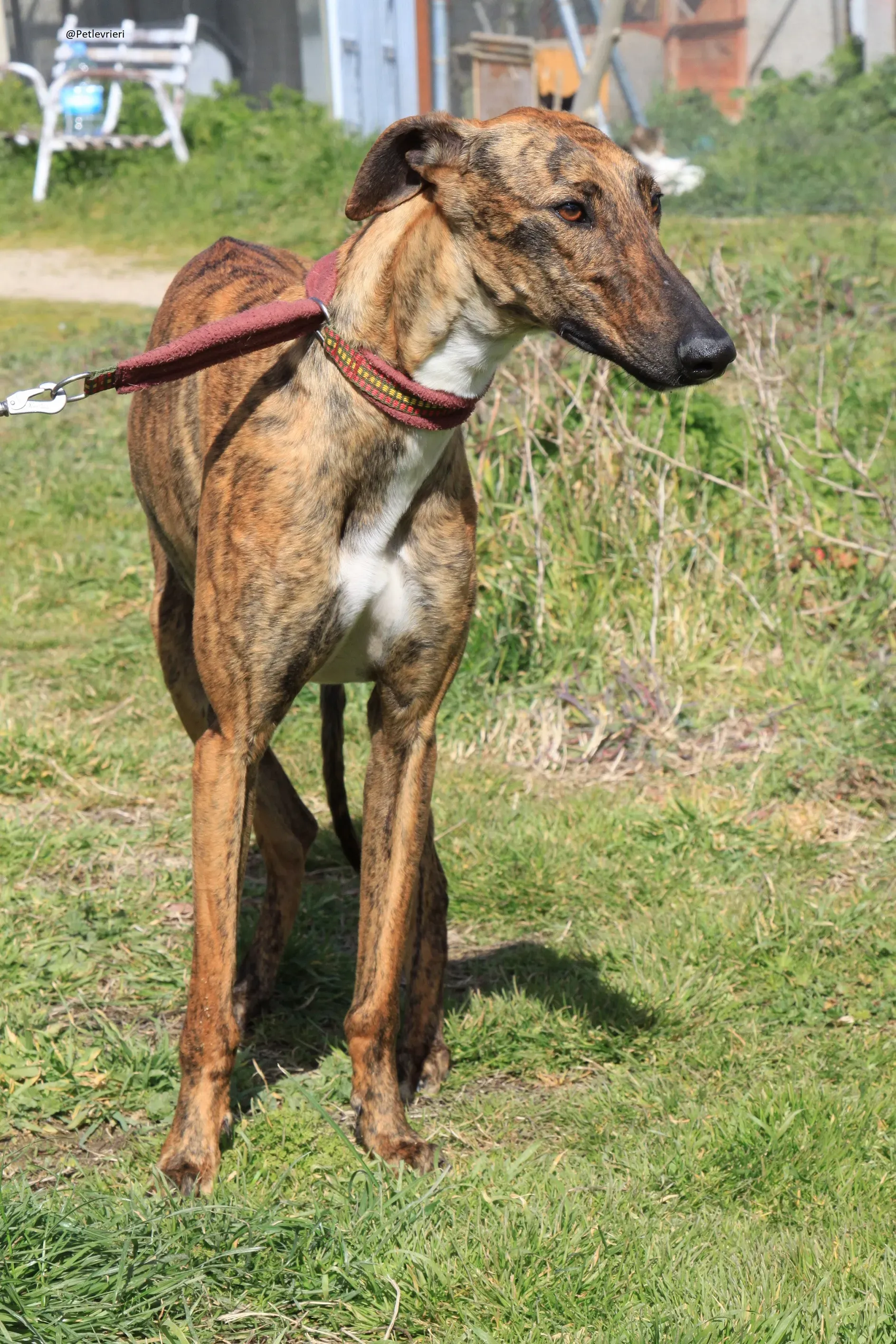 Tristan Galgo Maschio Adozione levrieri 34