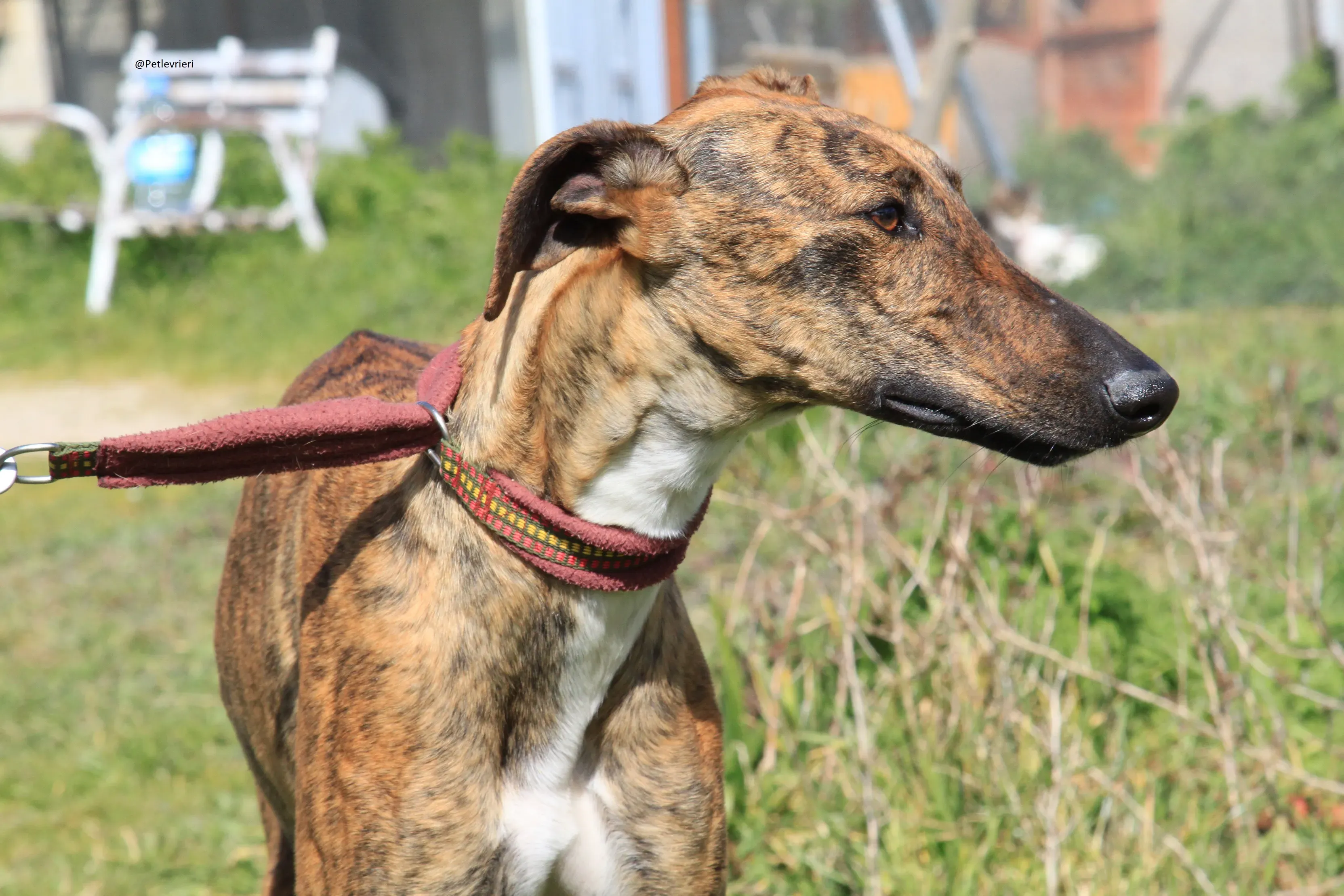 Tristan Galgo Maschio Adozione levrieri 35