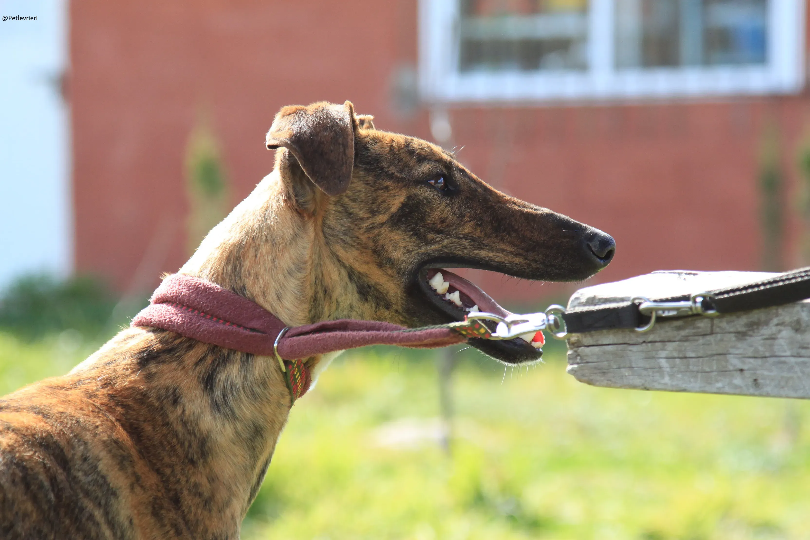 Tristan Galgo Maschio Adozione levrieri 36