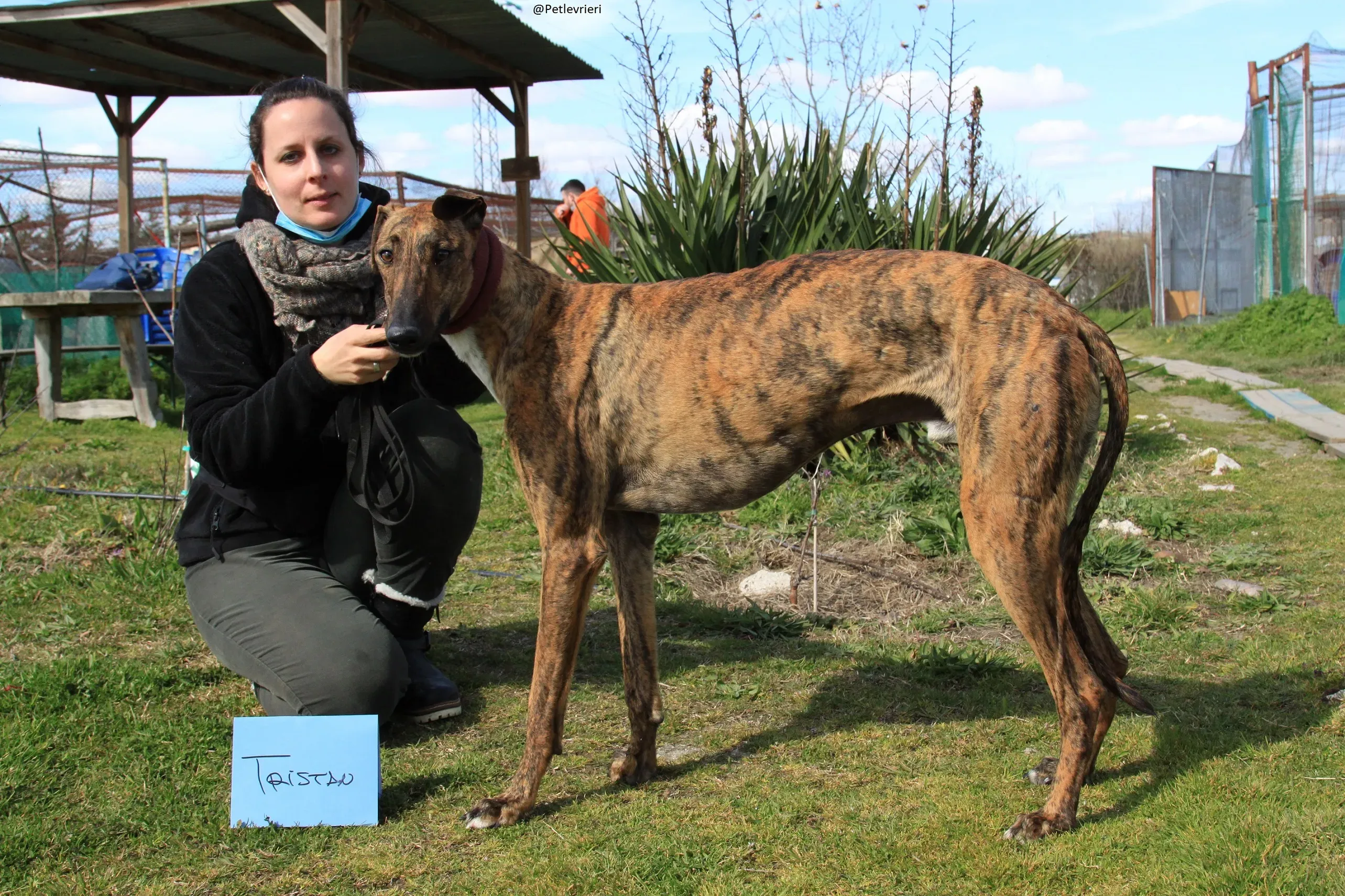 Tristan Galgo Maschio Adozione levrieri 37