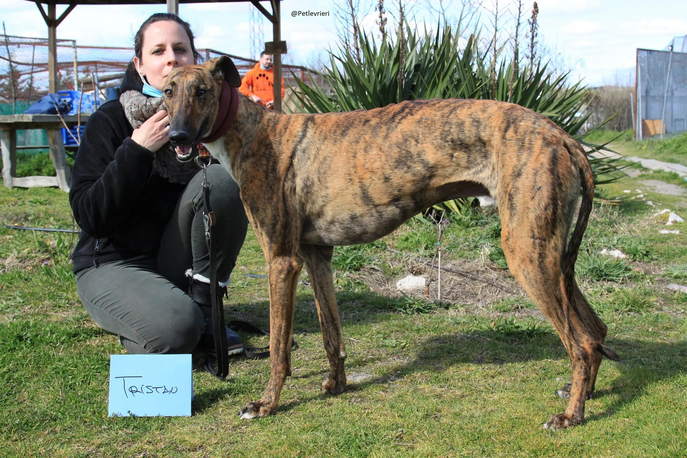 Tristan Galgo Maschio Adozione levrieri 38