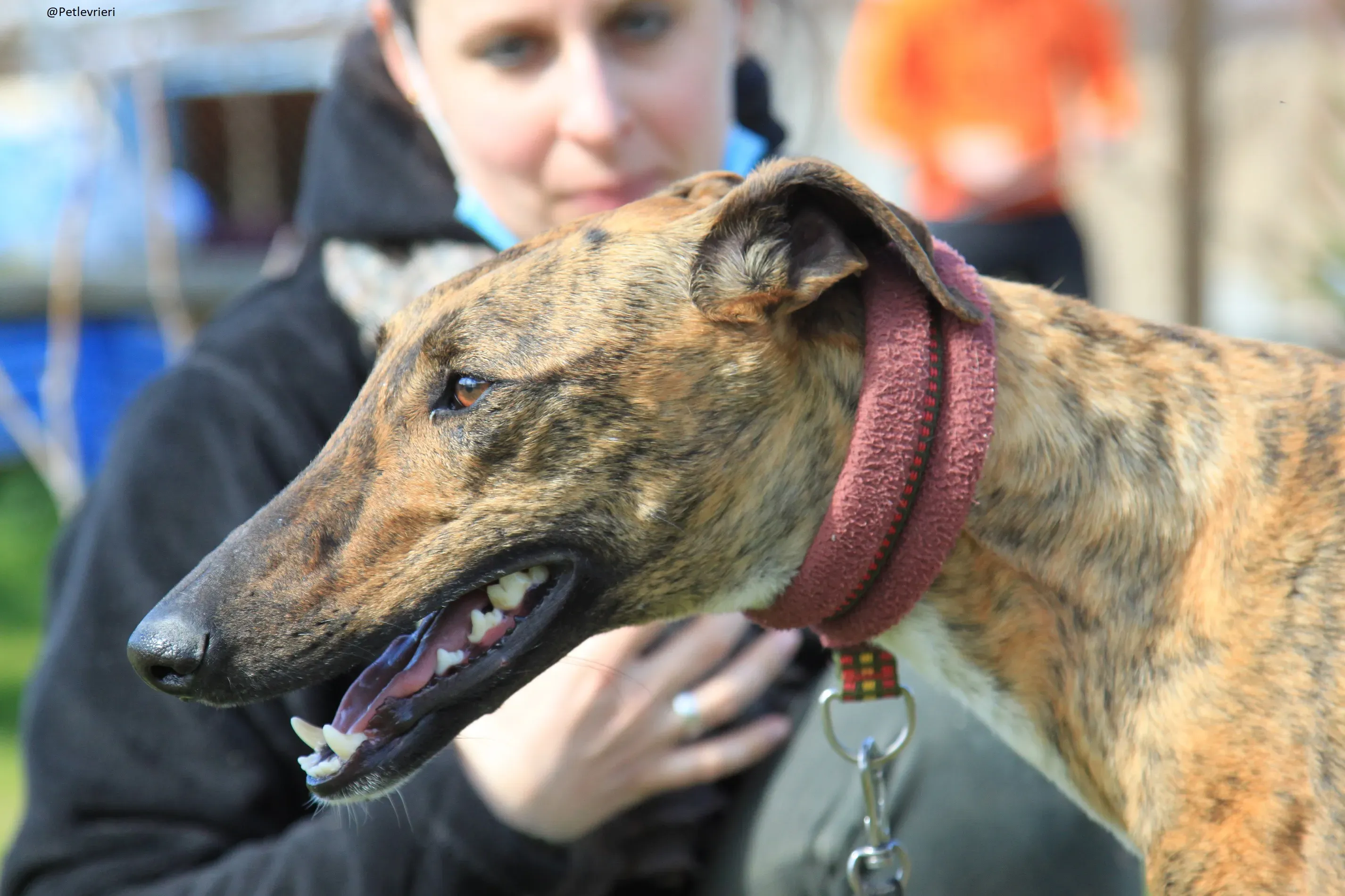 Tristan Galgo Maschio Adozione levrieri 39