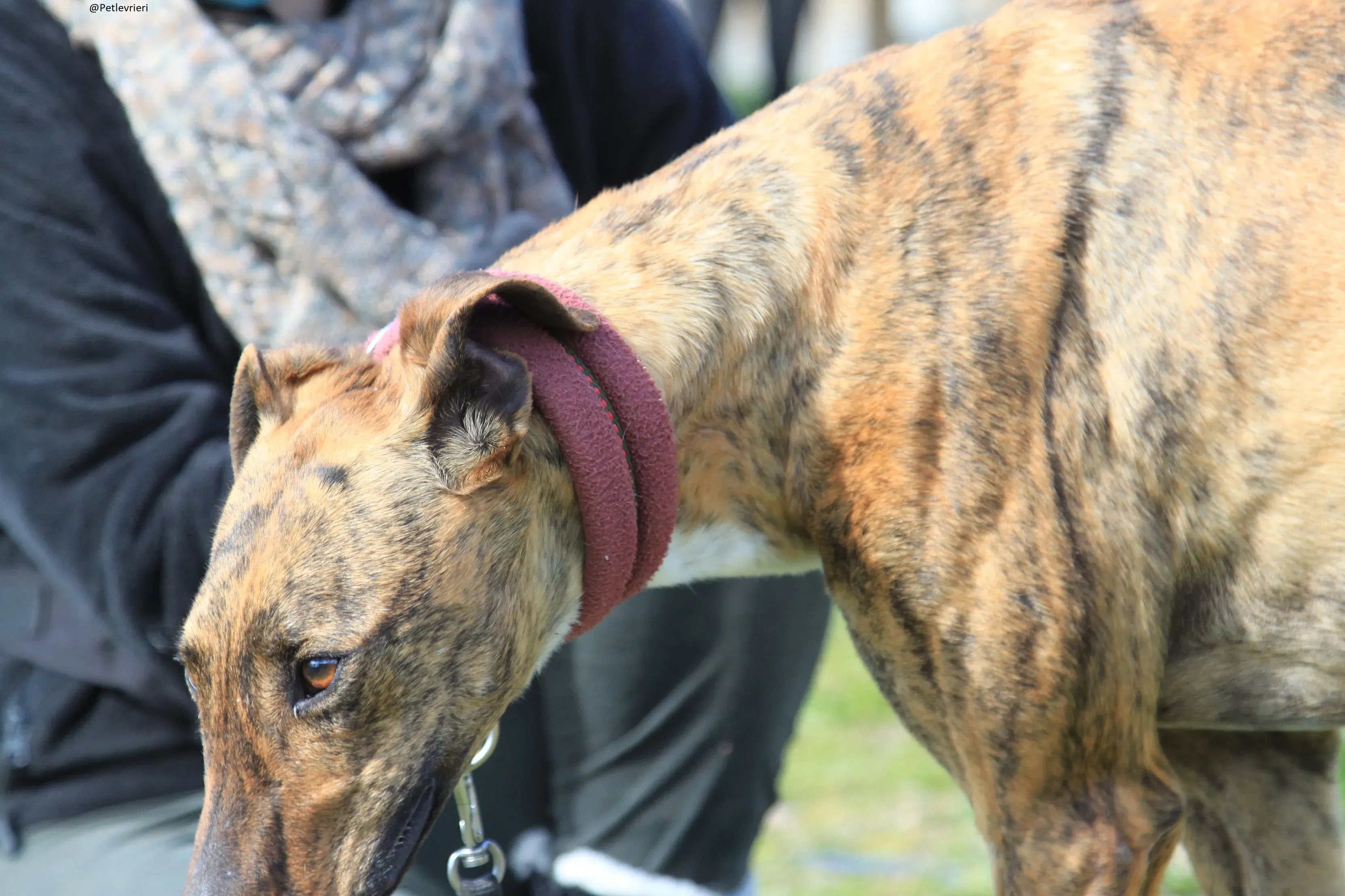 Tristan Galgo Maschio Adozione levrieri 40