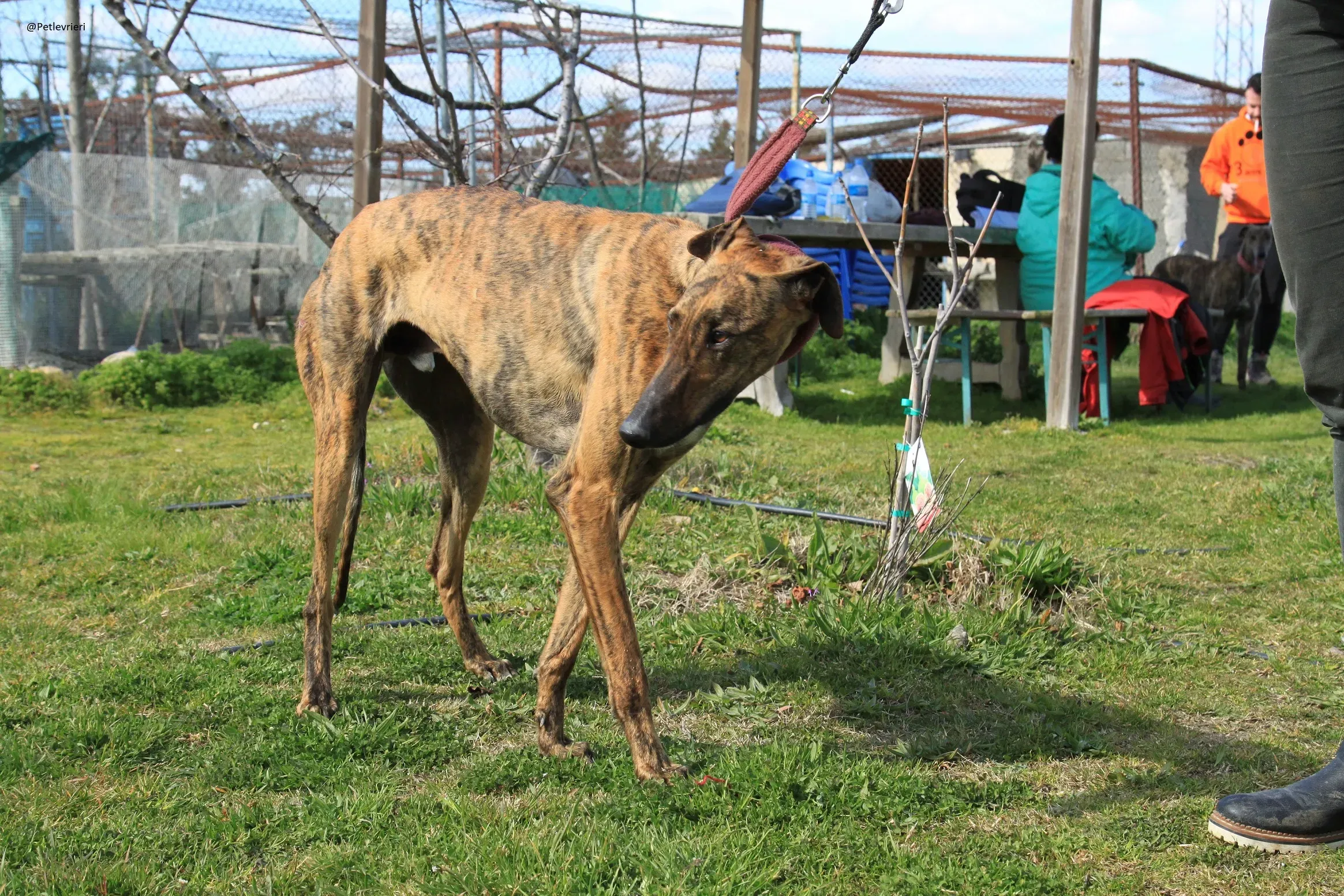 Tristan Galgo Maschio Adozione levrieri 41