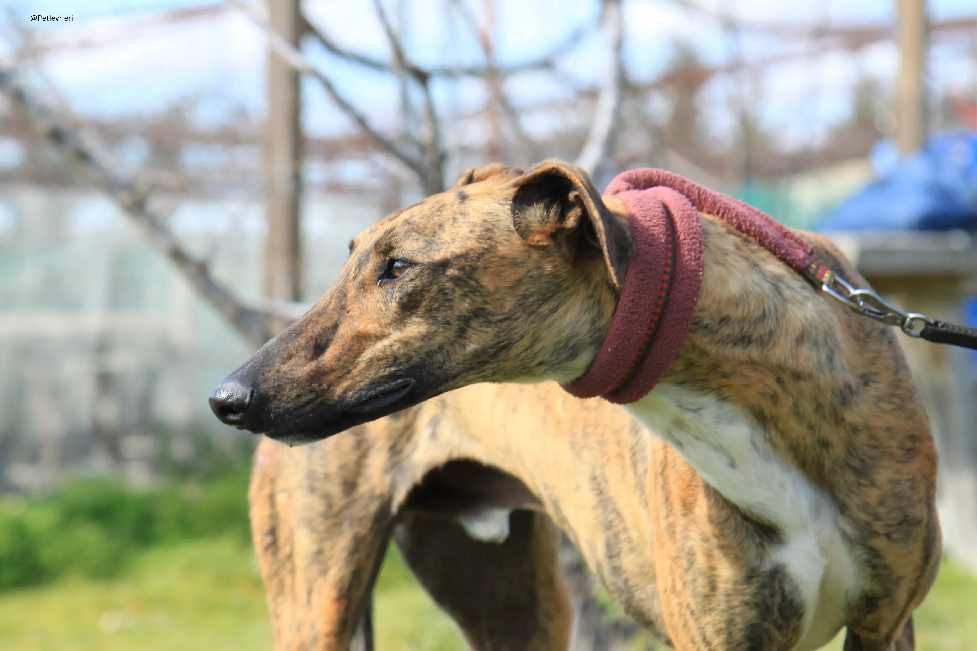 Tristan Galgo Maschio Adozione levrieri 42