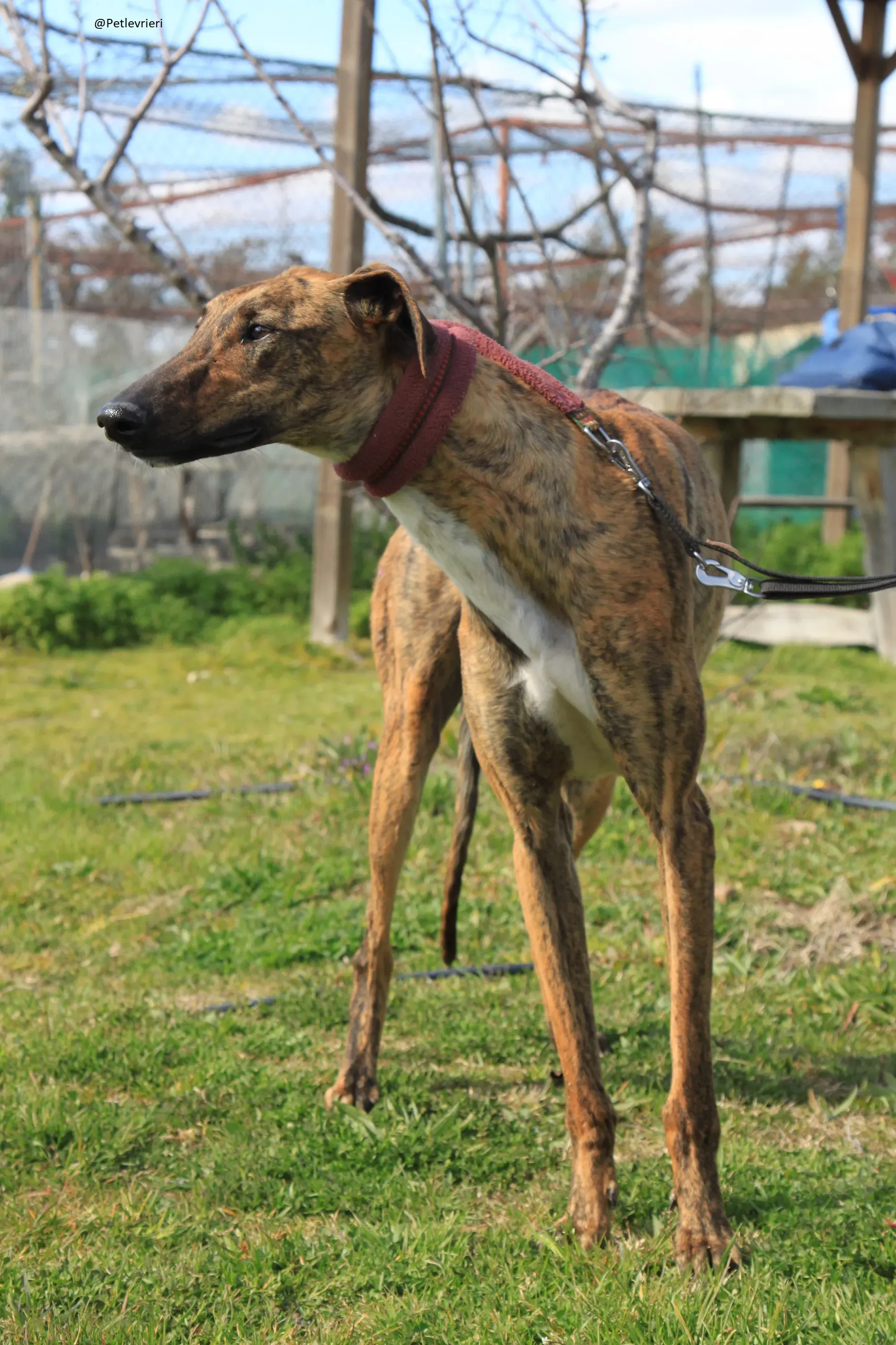 Tristan Galgo Maschio Adozione levrieri 5