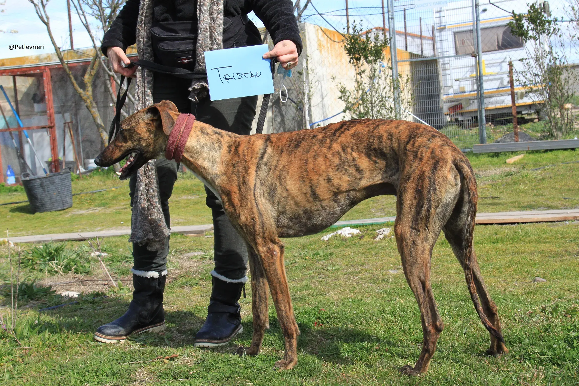 Tristan Galgo Maschio Adozione levrieri 6