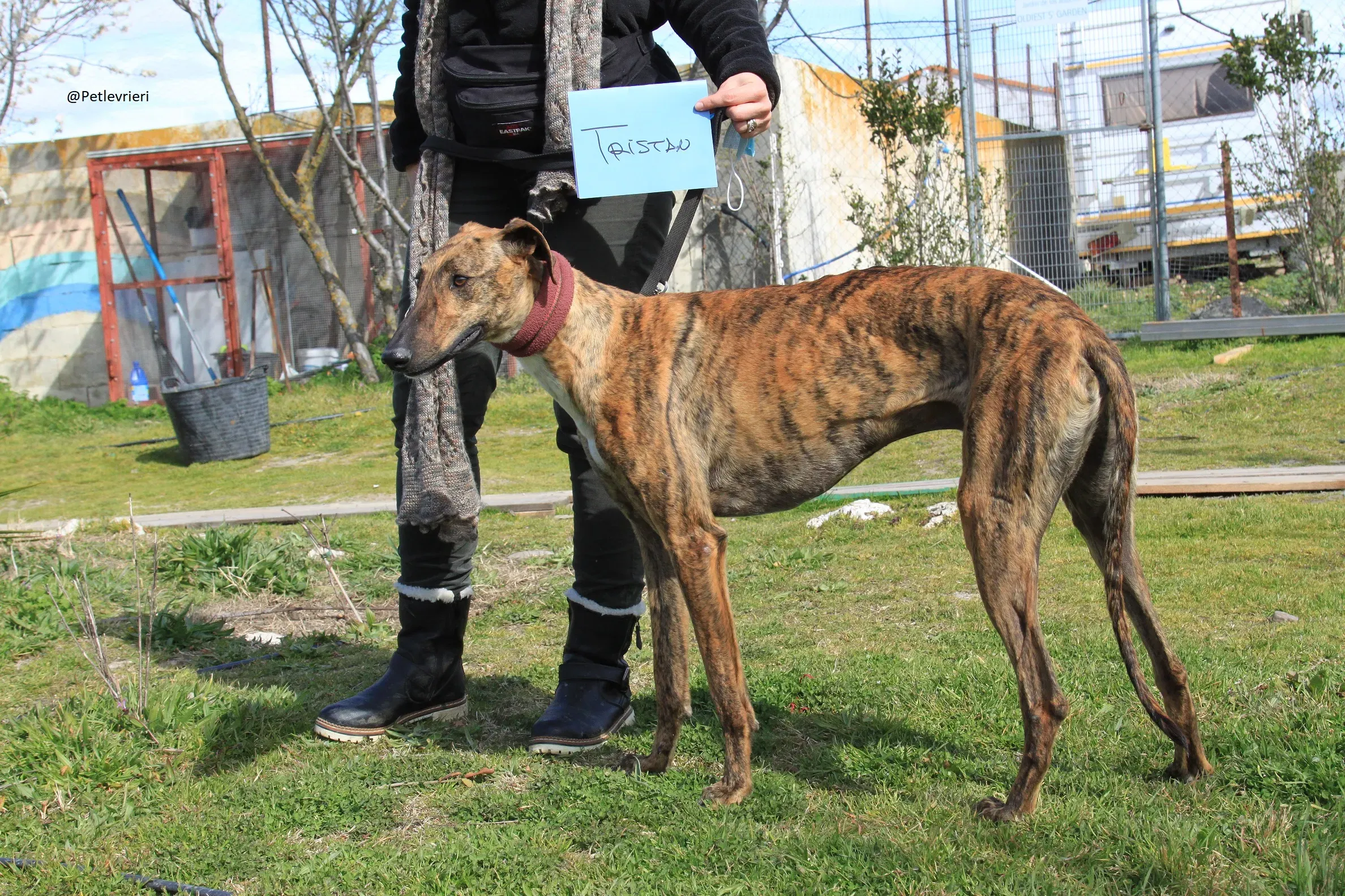 Tristan Galgo Maschio Adozione levrieri 8