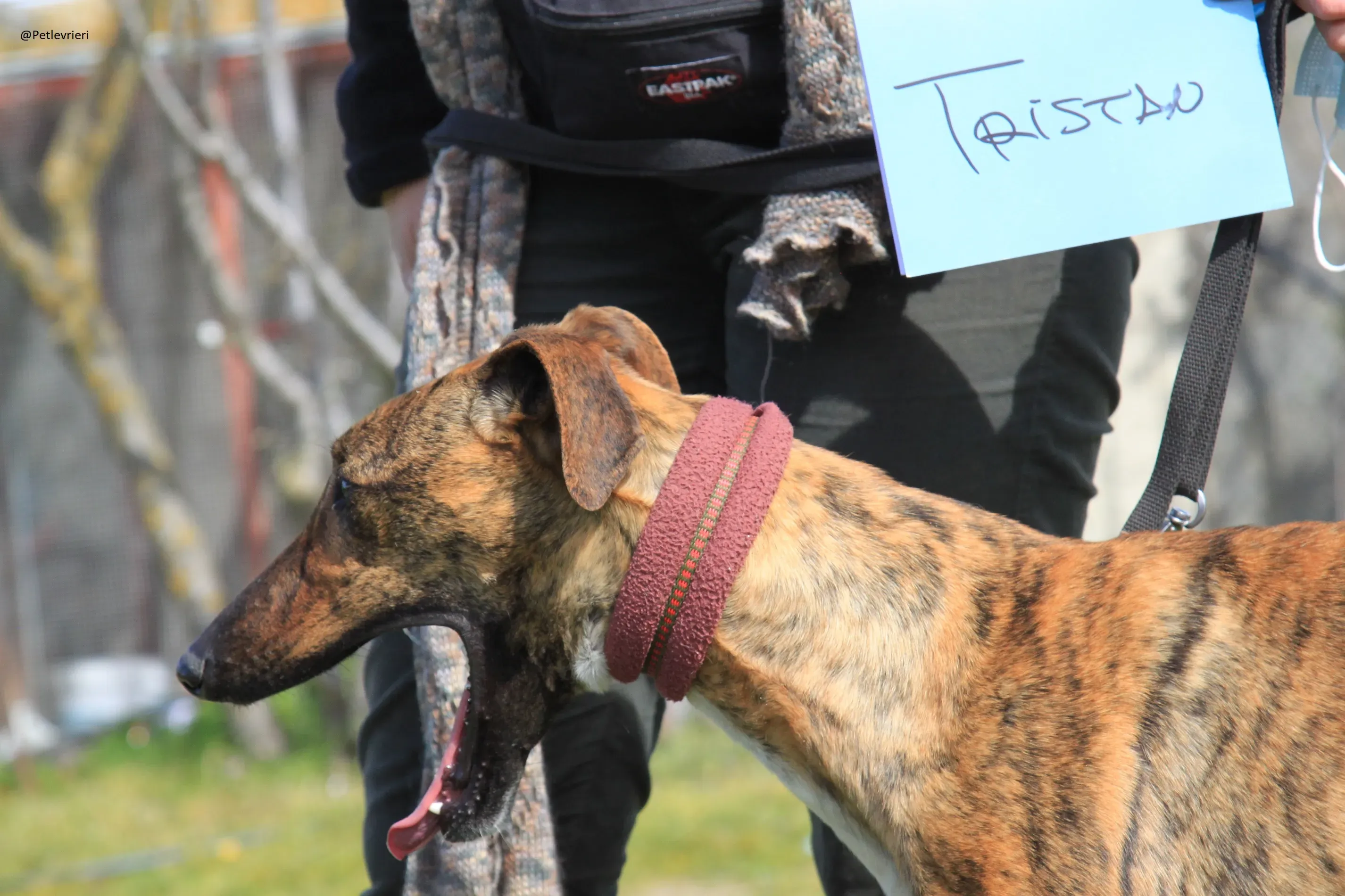 Tristan Galgo Maschio Adozione levrieri 9